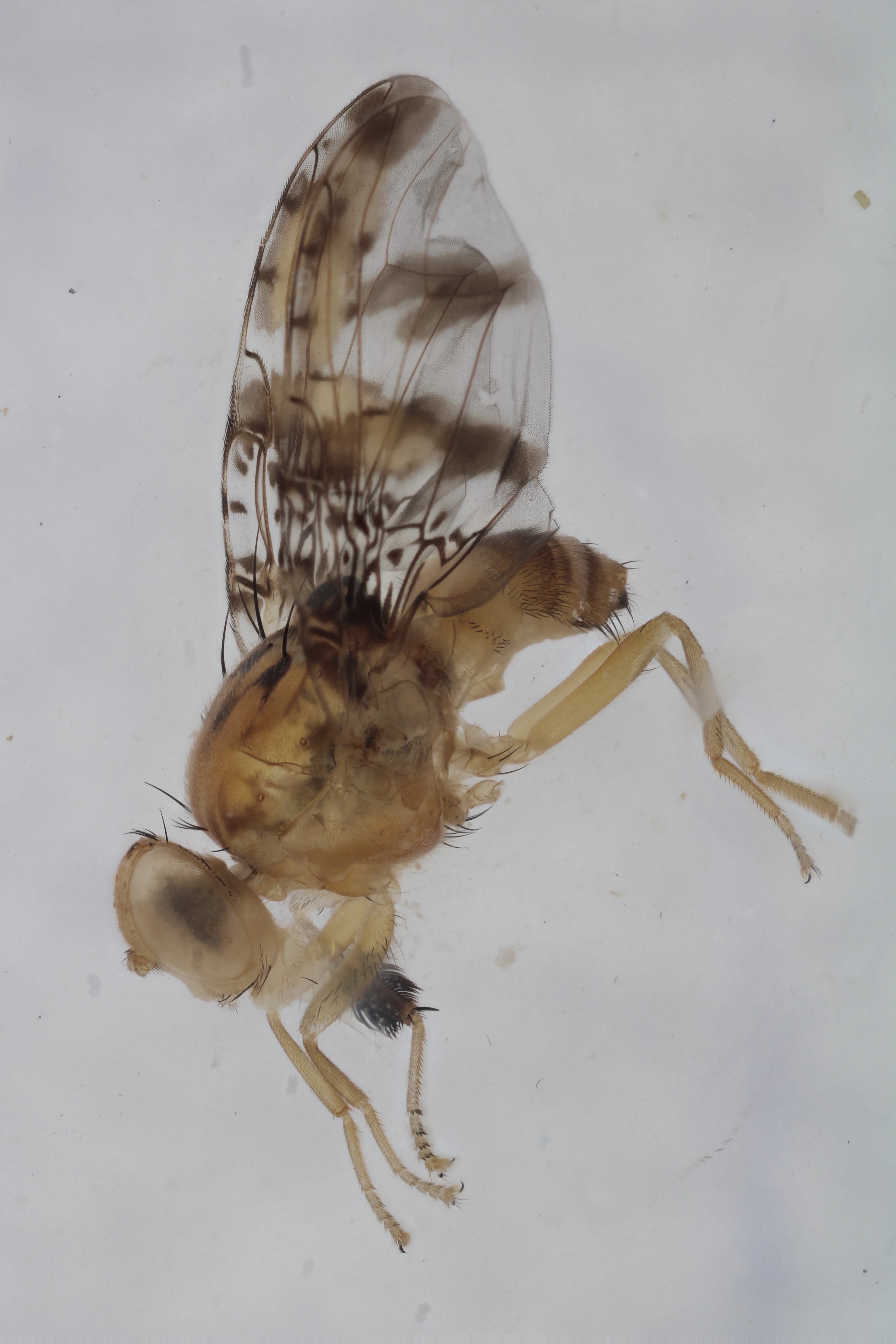 Image of a fruit fly