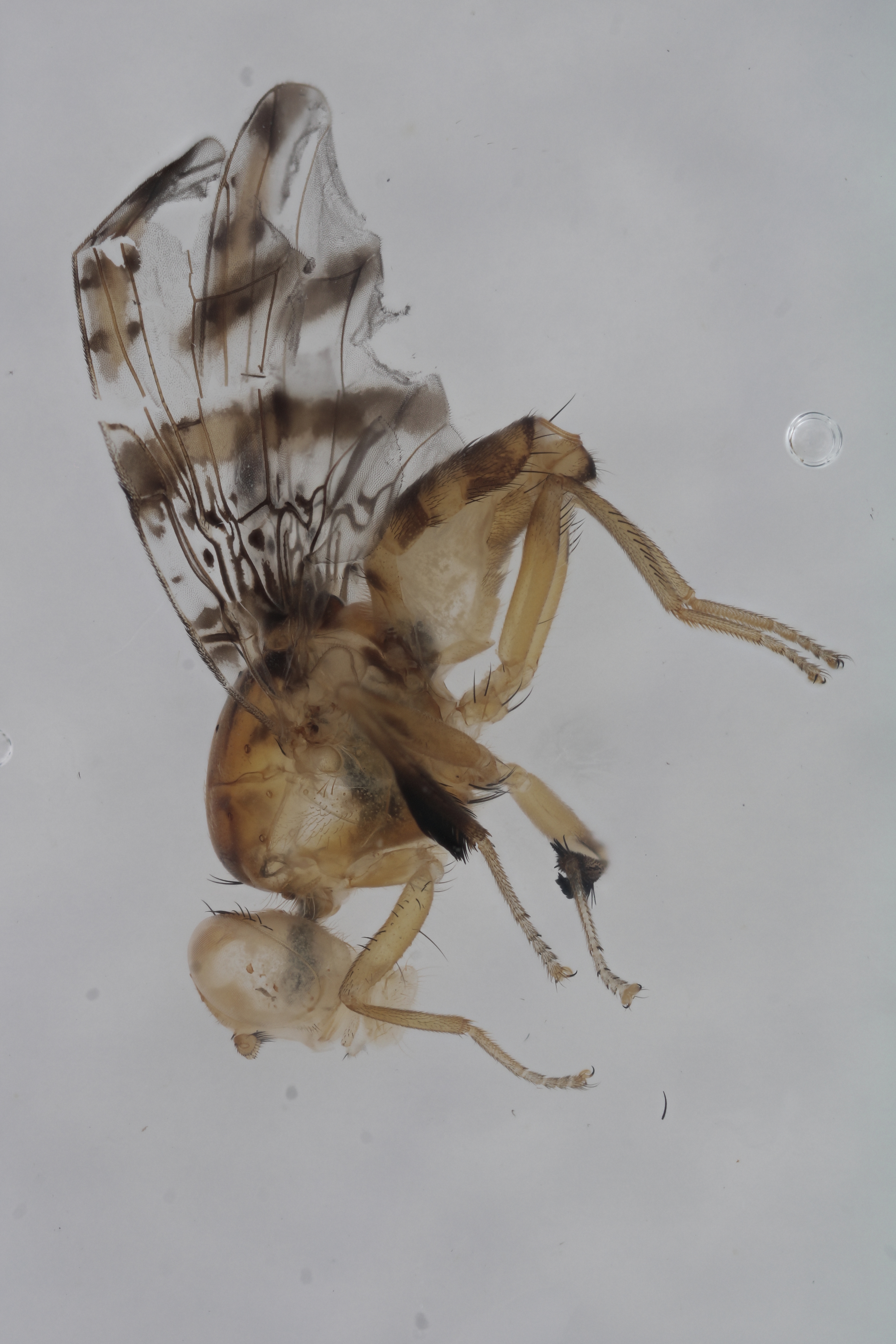 Image of a fruit fly