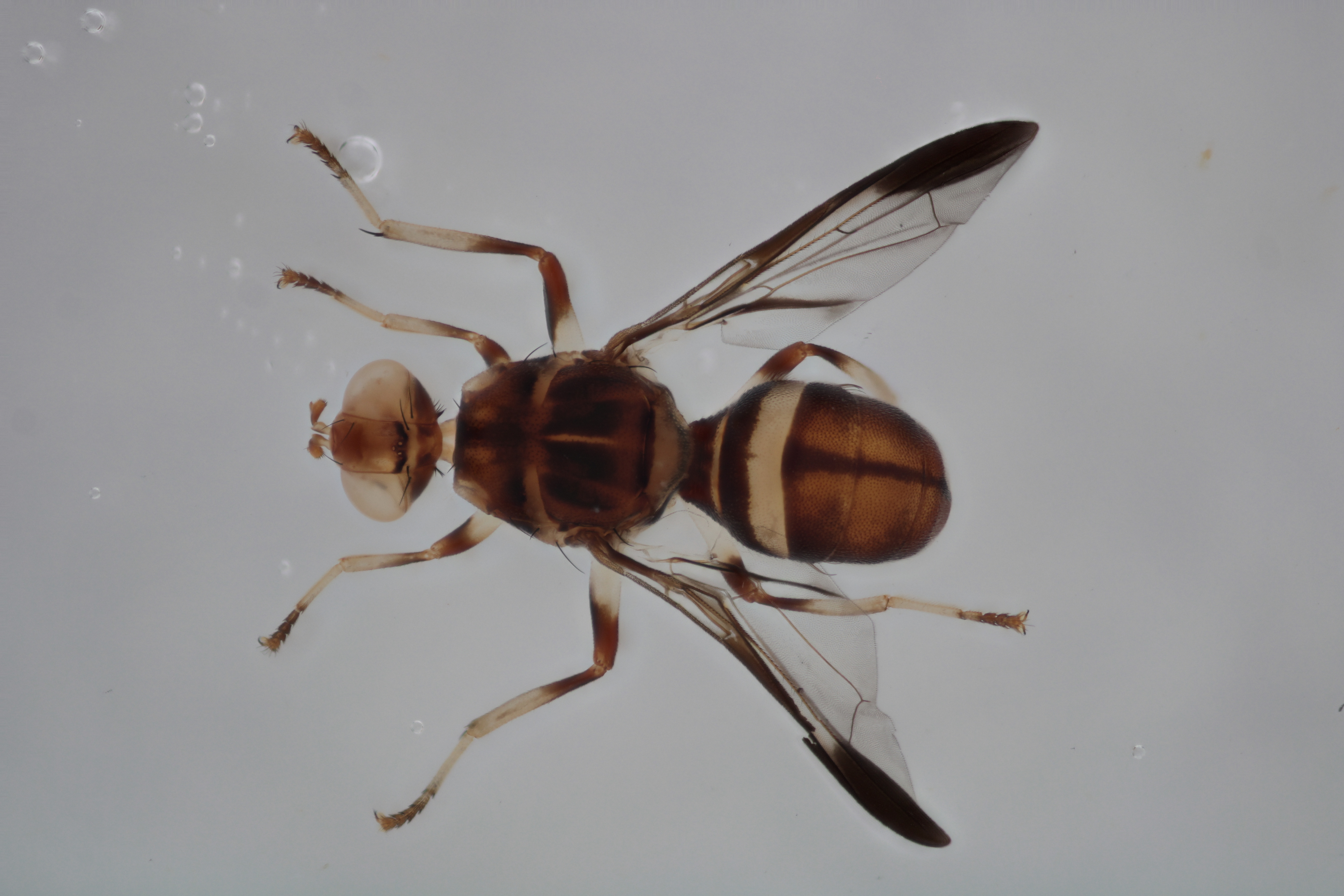 Image of a fruit fly