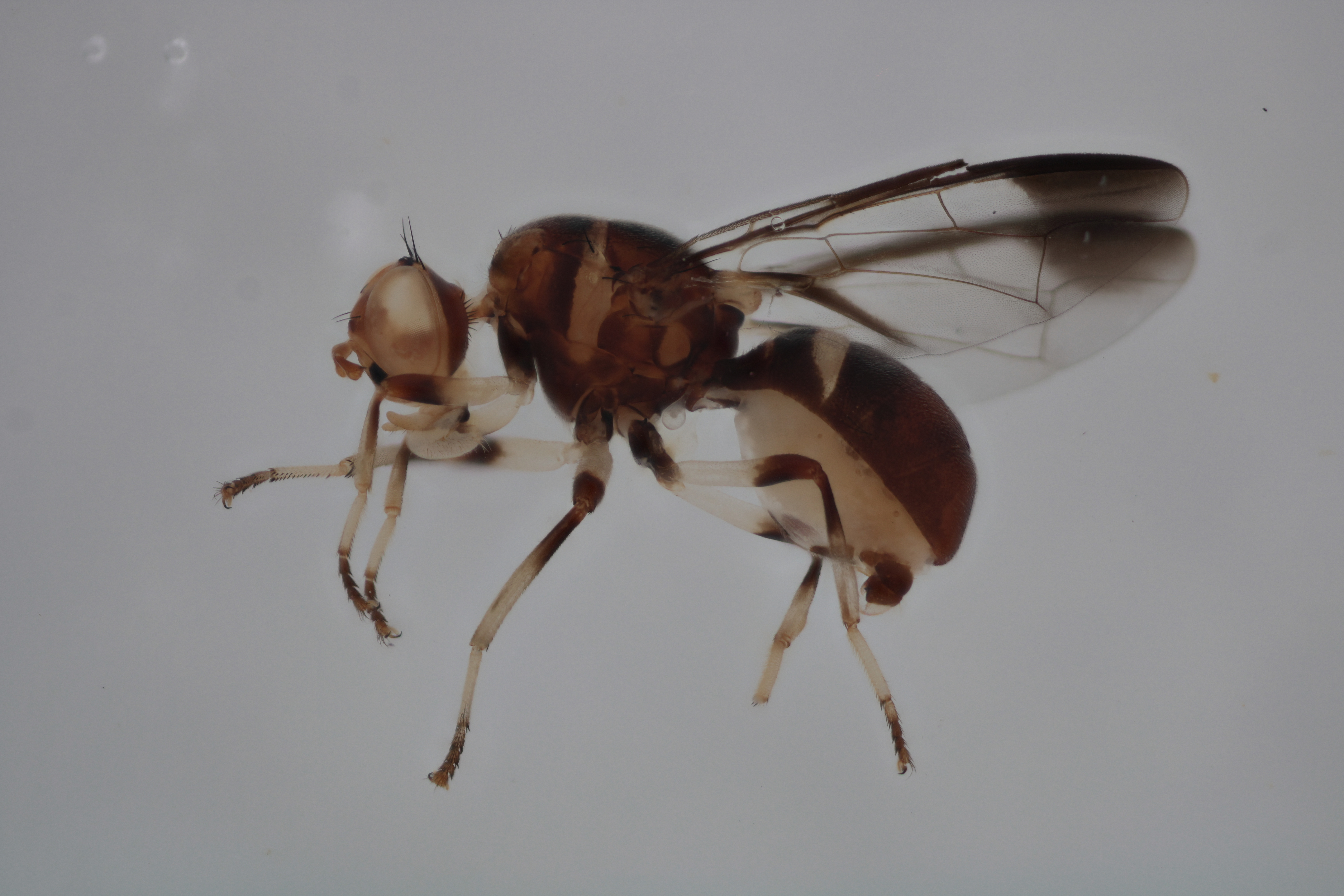 Image of a fruit fly