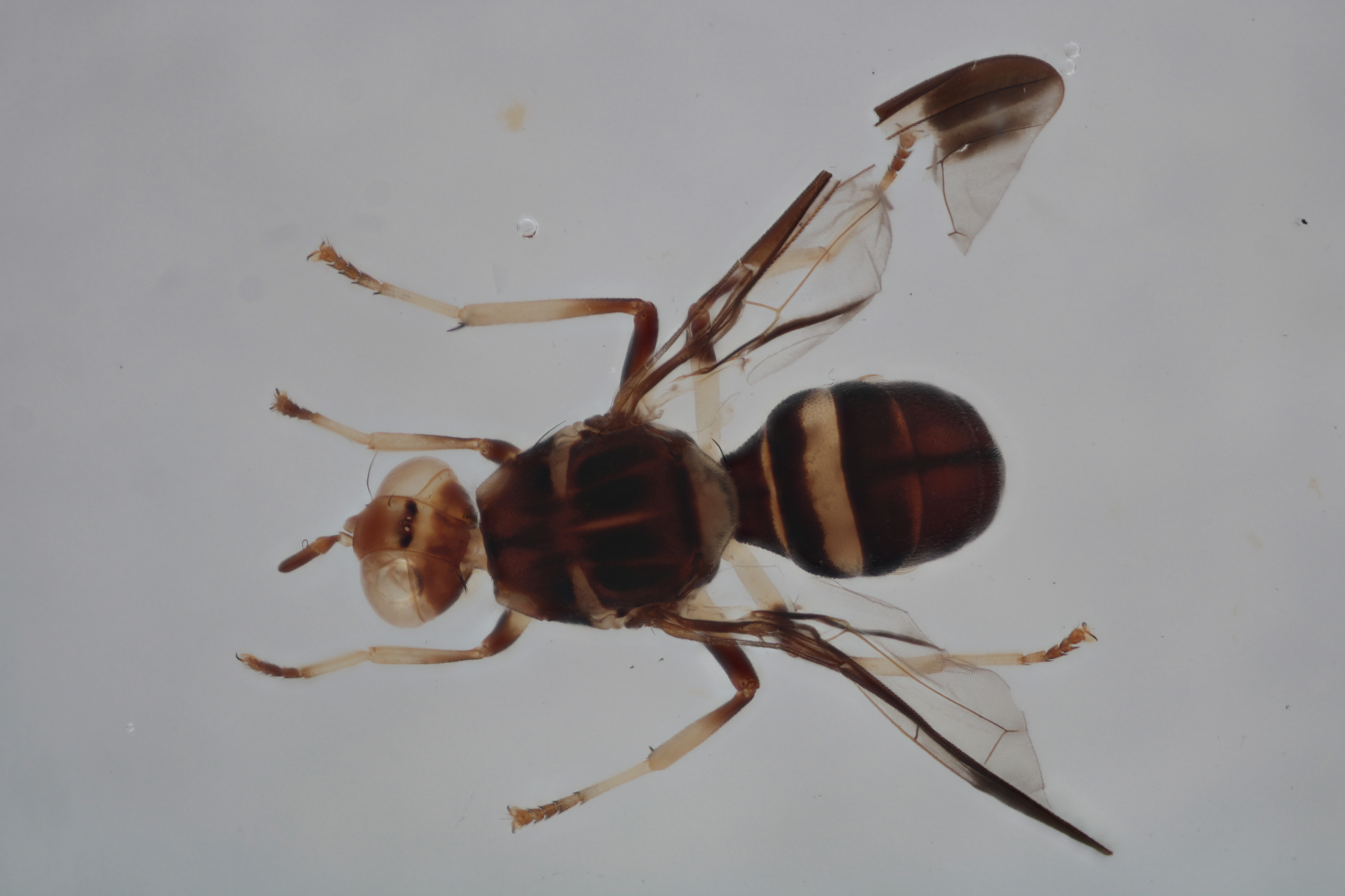 Image of a fruit fly