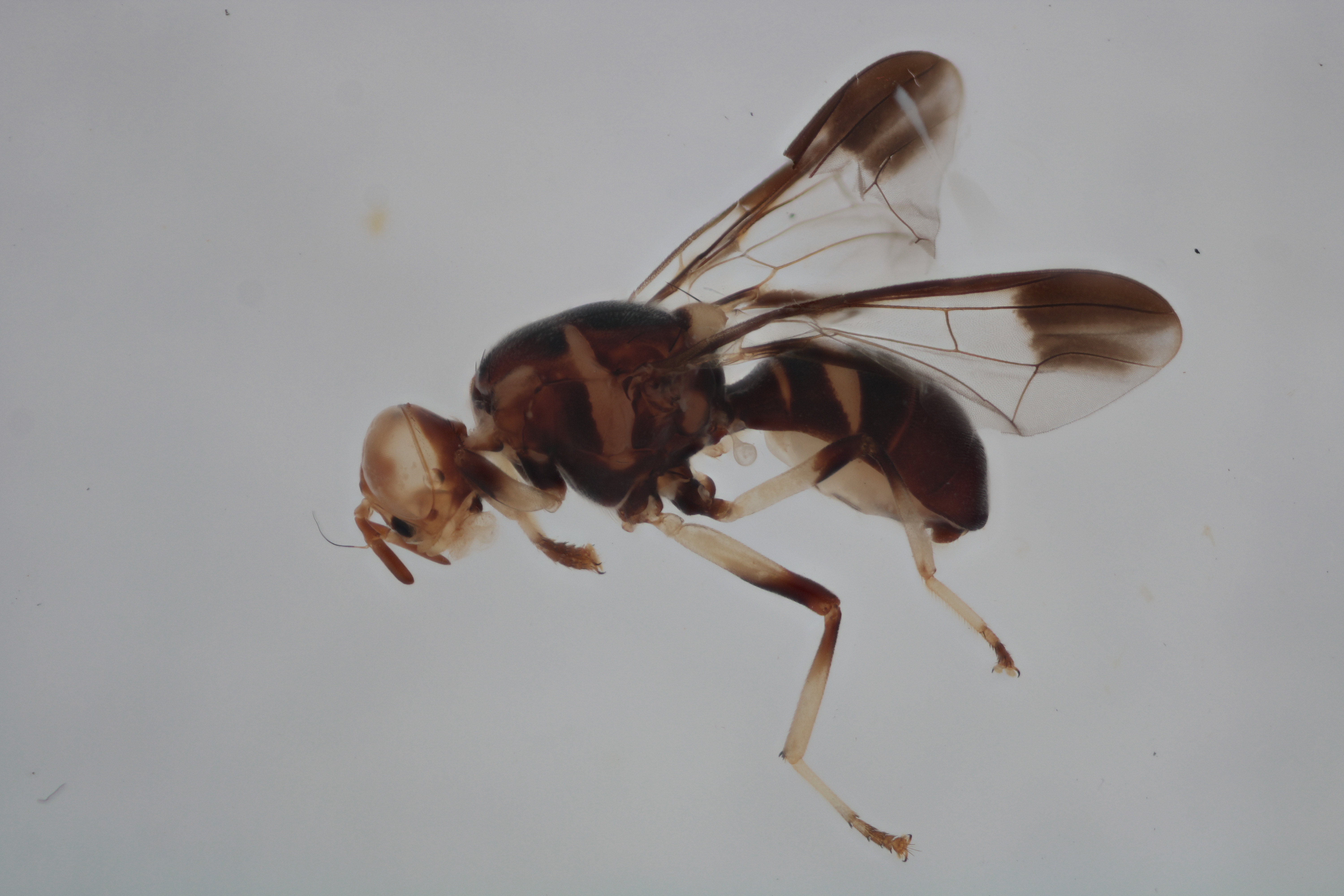 Image of a fruit fly