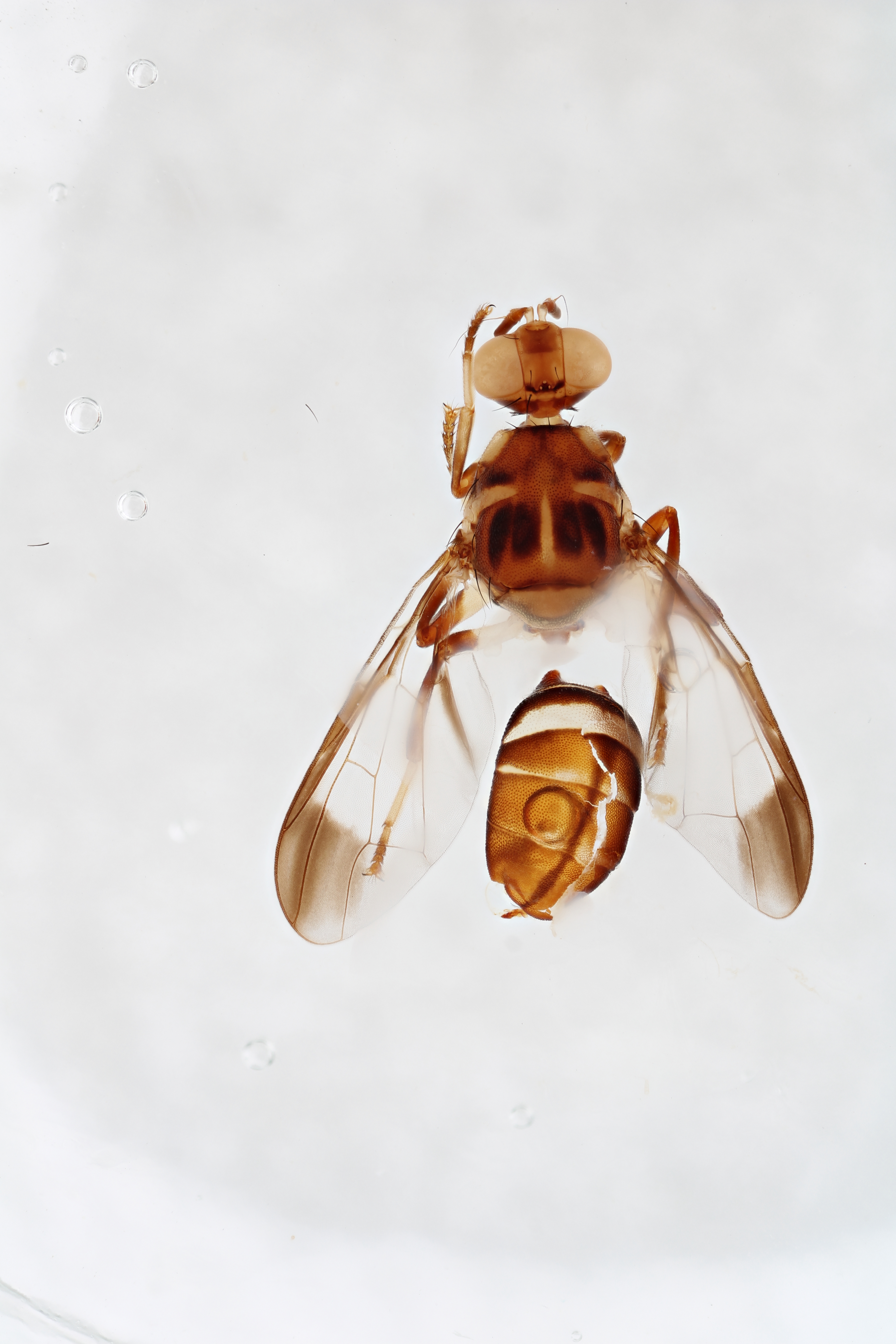 Image of a fruit fly