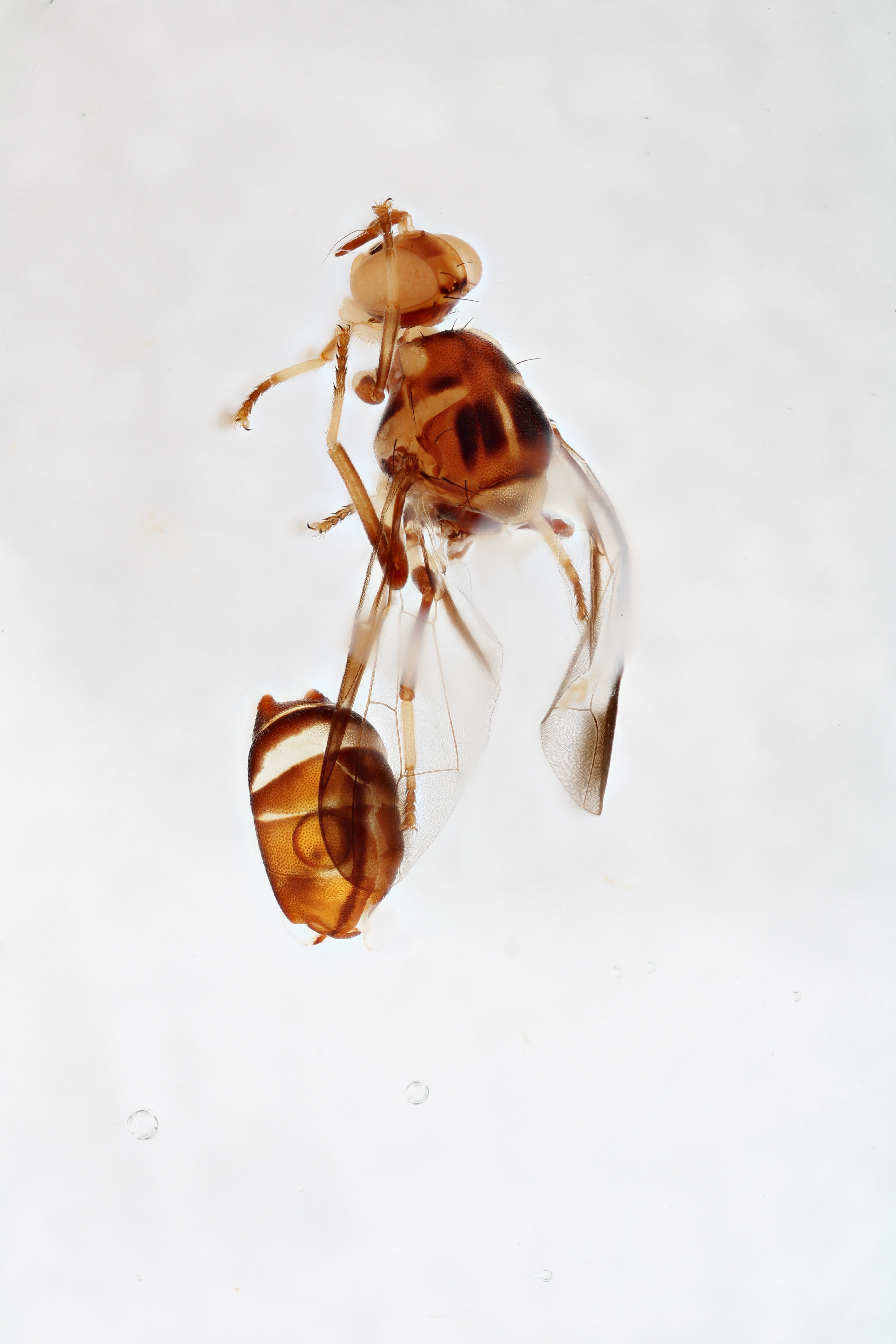 Image of a fruit fly