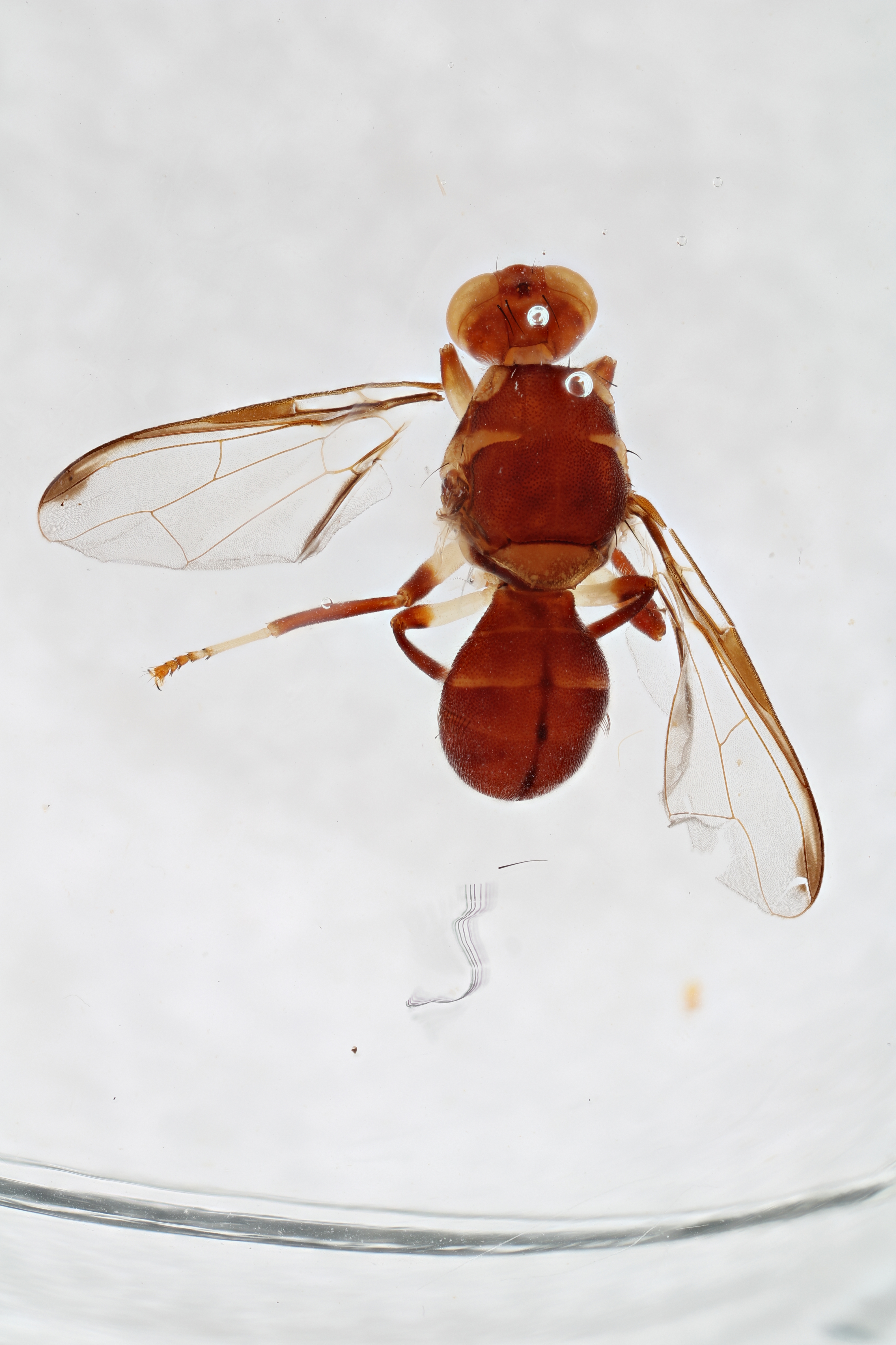 Image of a fruit fly