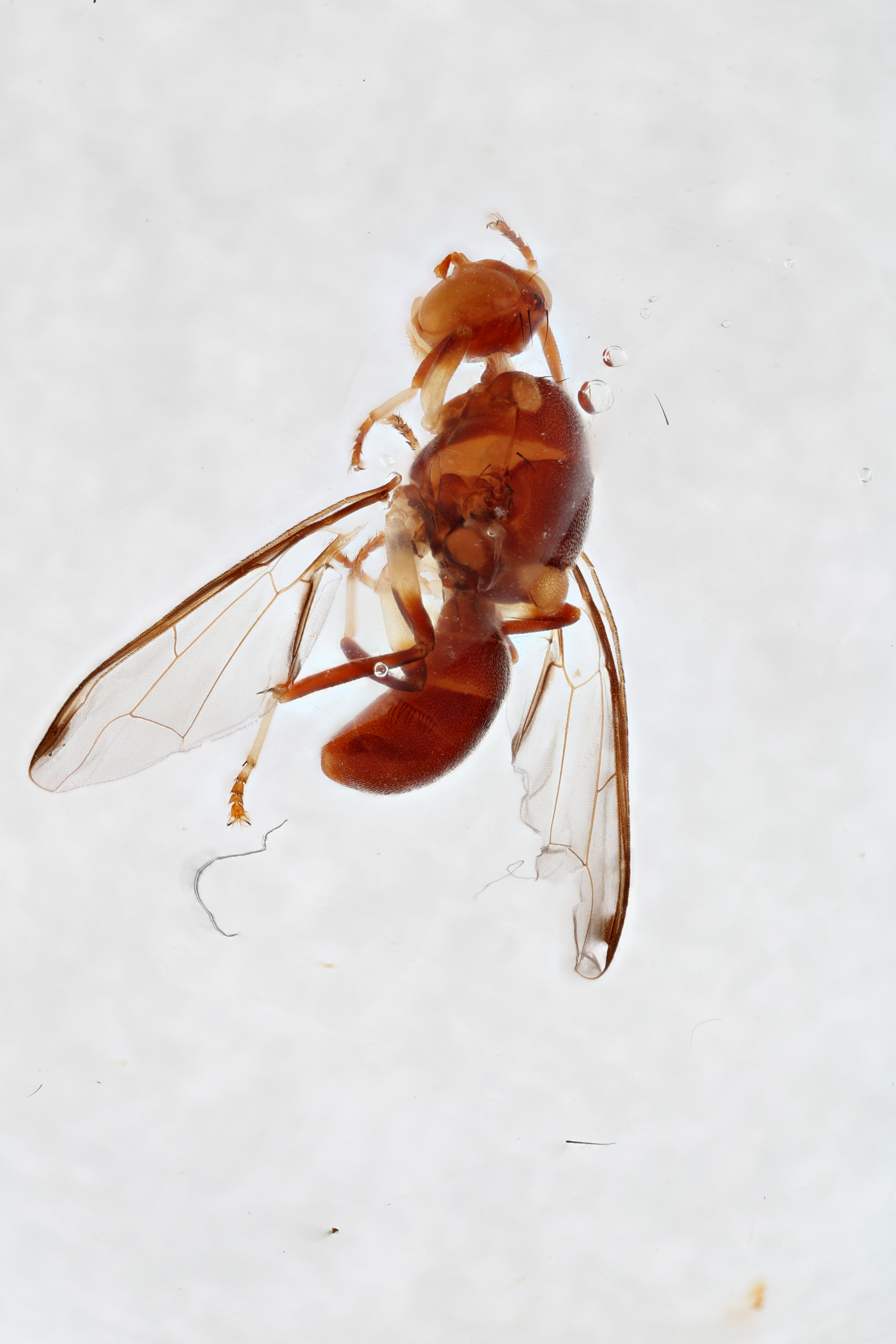 Image of a fruit fly