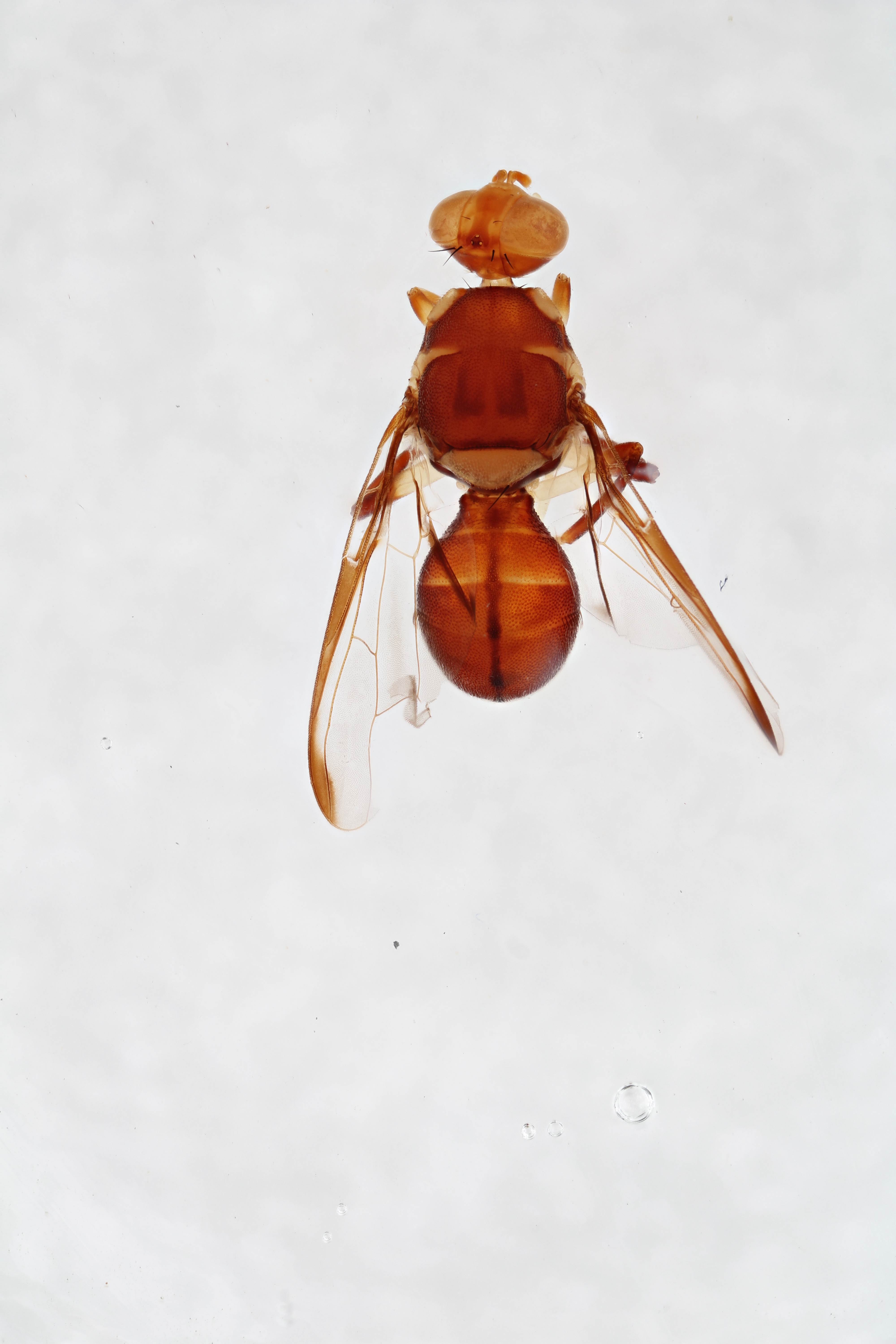 Image of a fruit fly