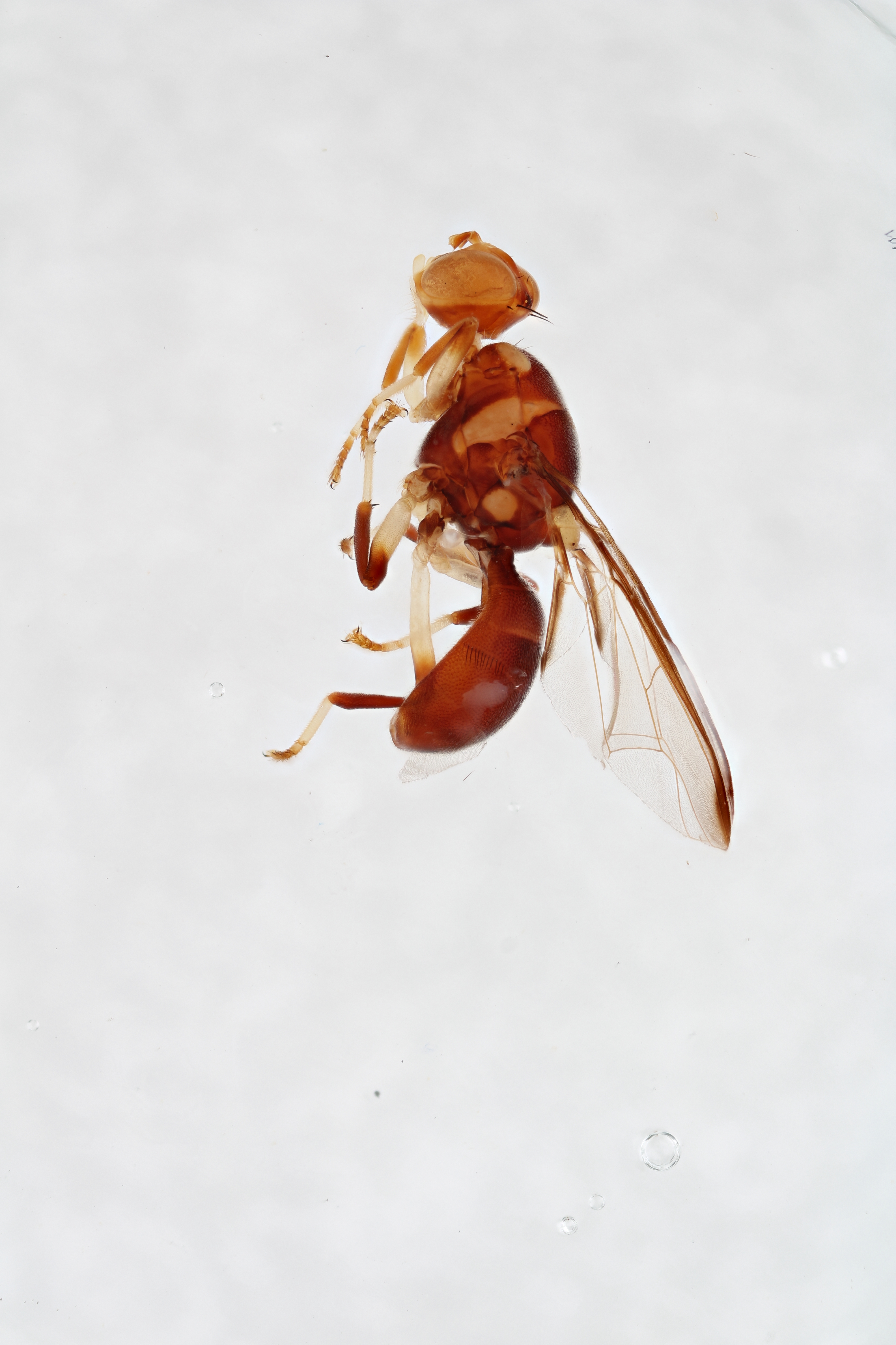 Image of a fruit fly