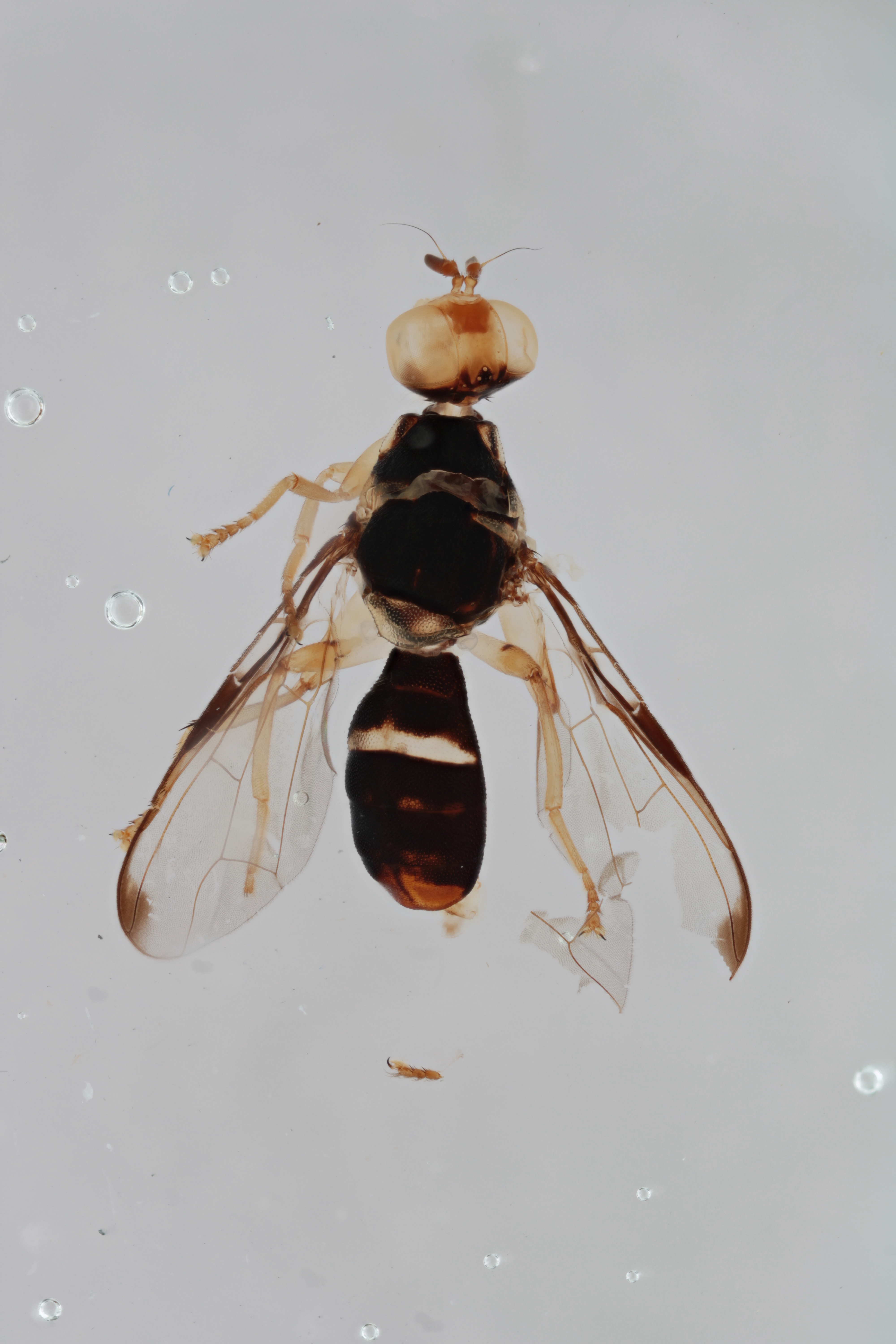 Image of a fruit fly