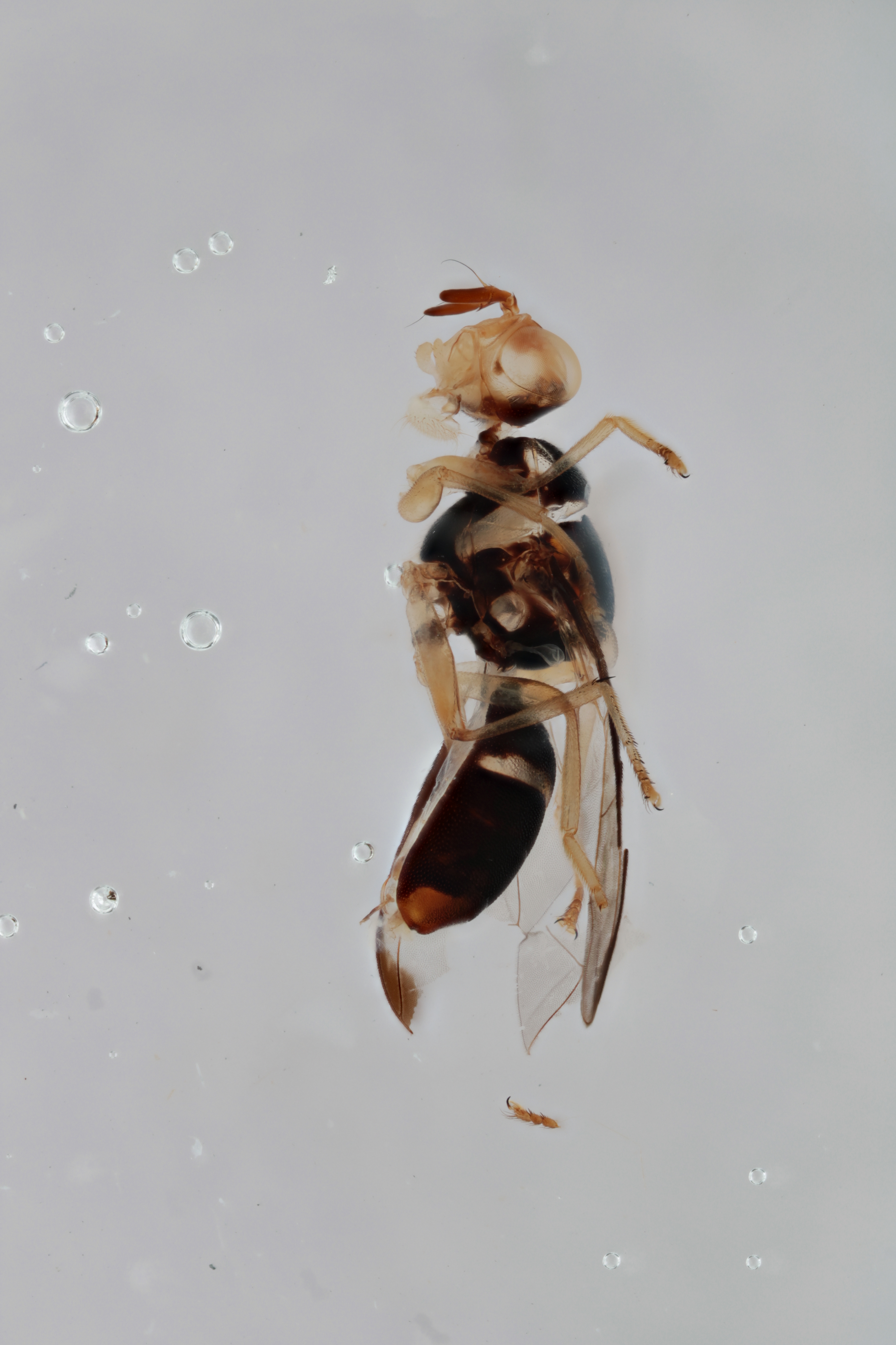 Image of a fruit fly