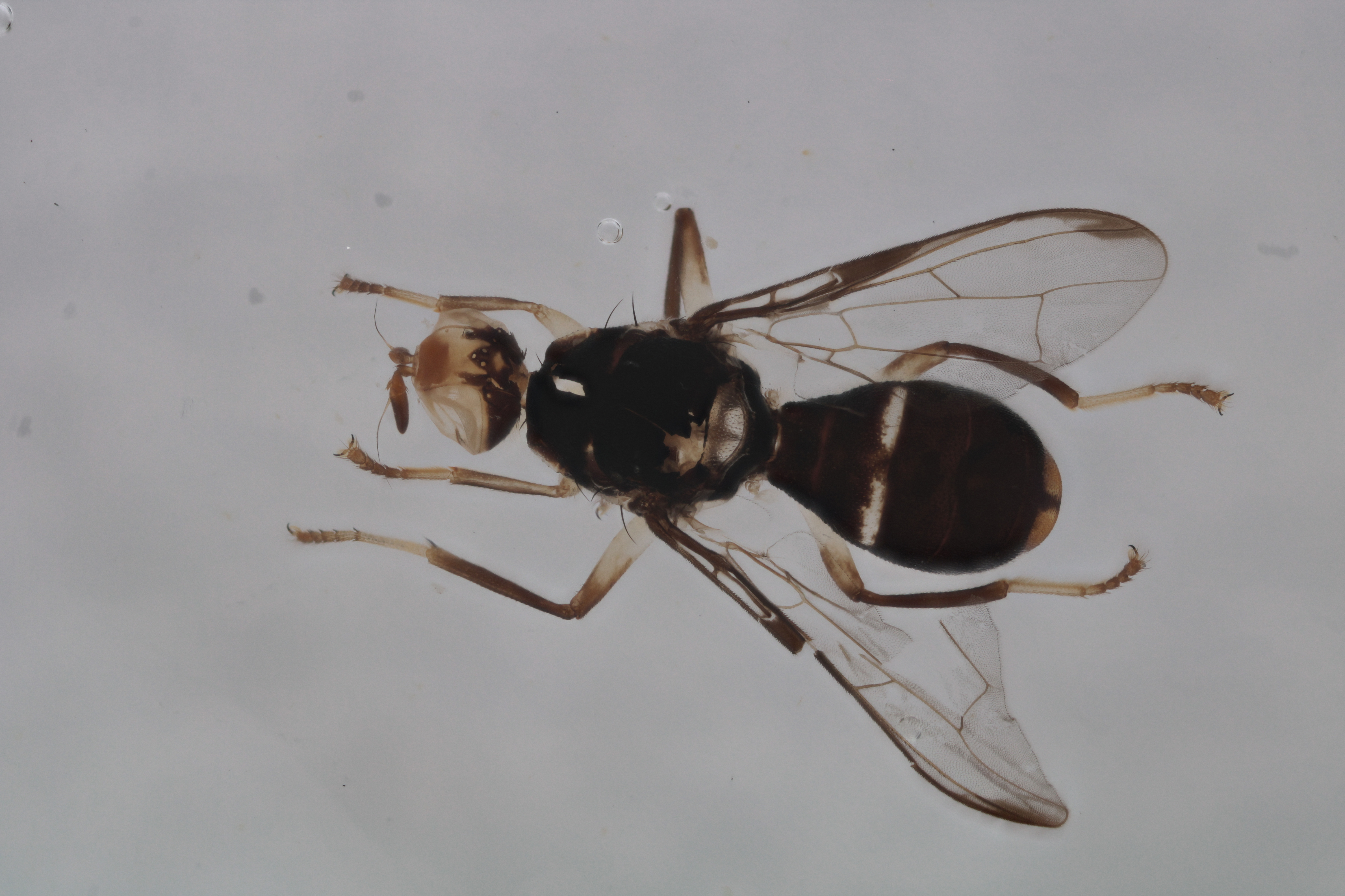 Image of a fruit fly