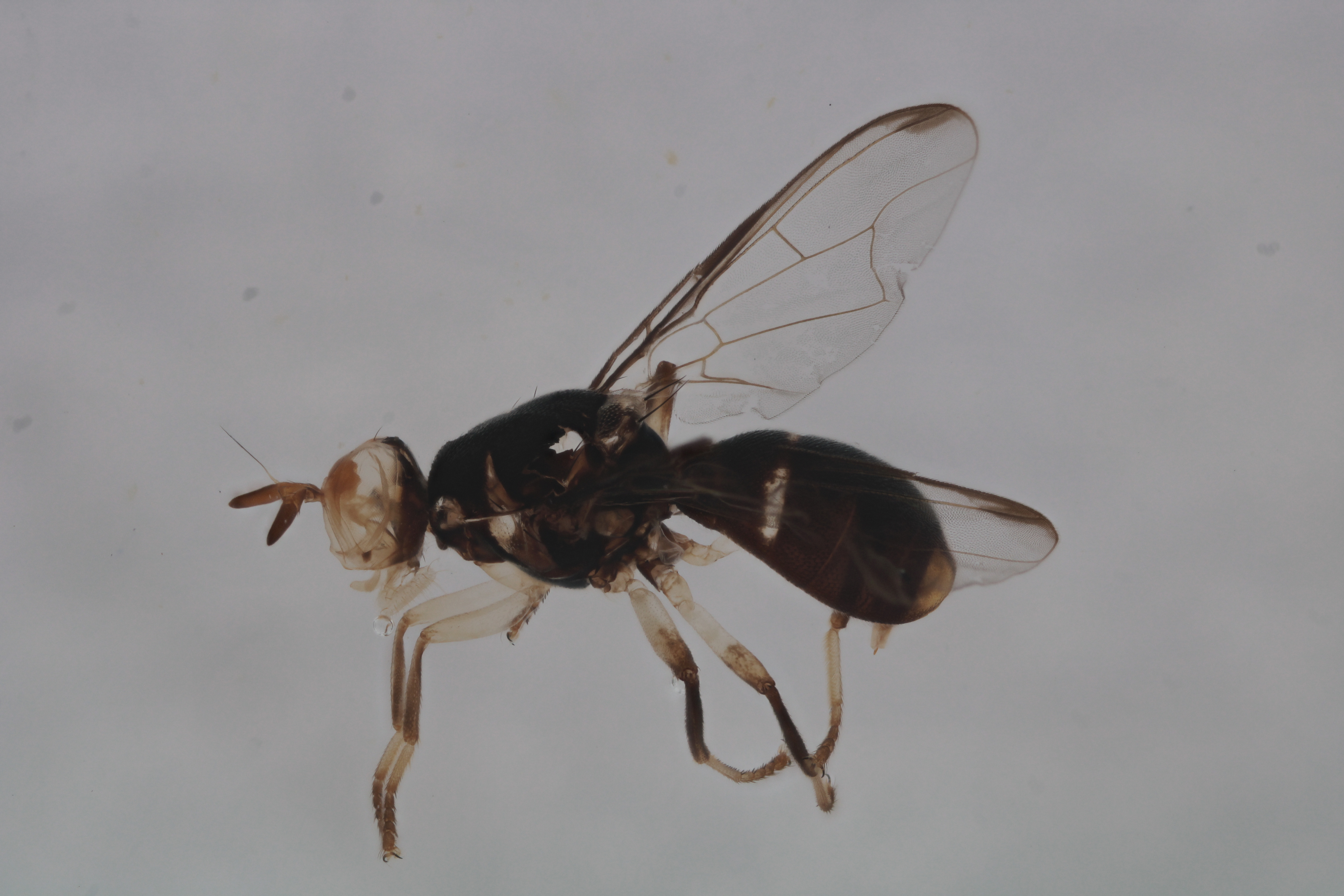 Image of a fruit fly