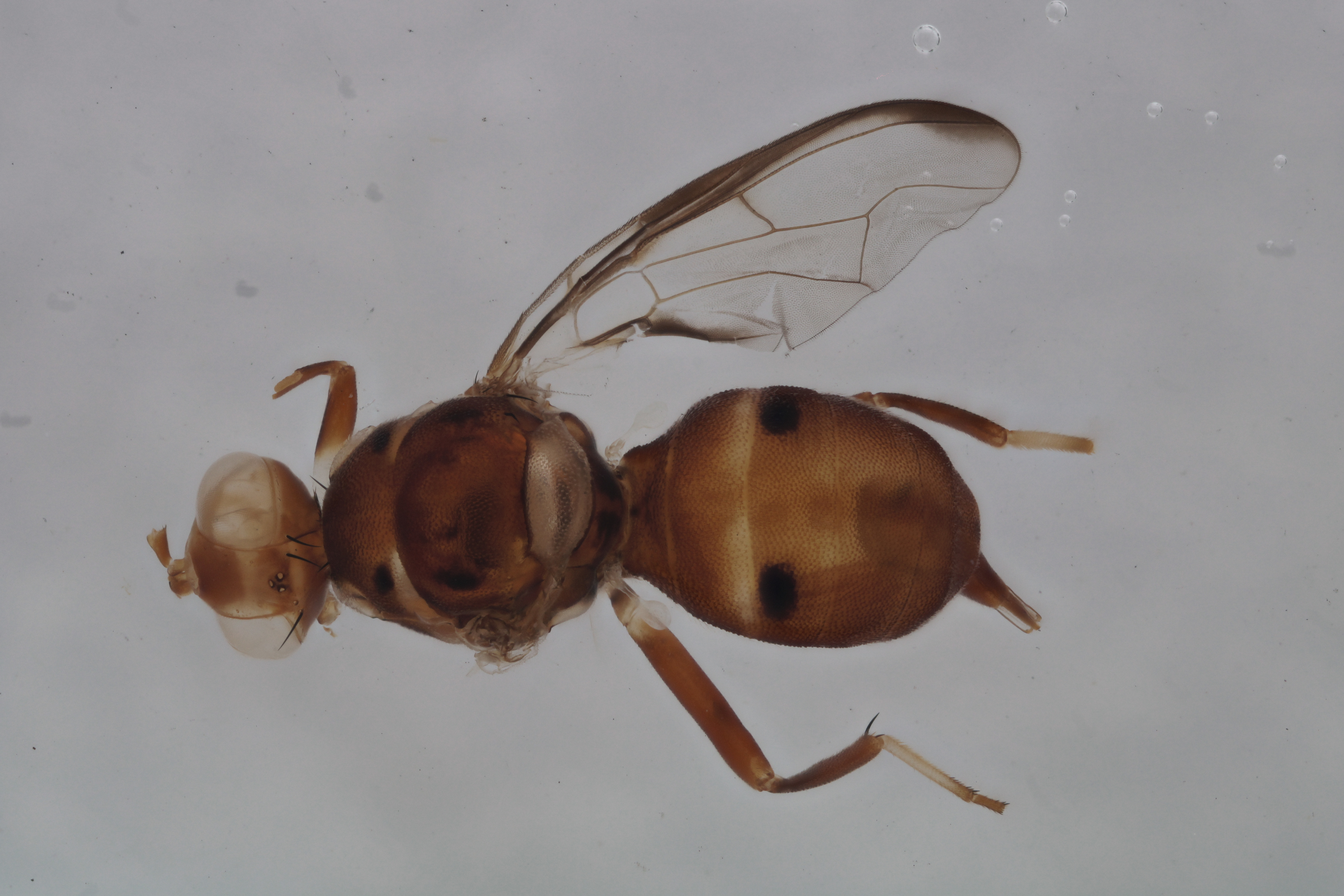 Image of a fruit fly