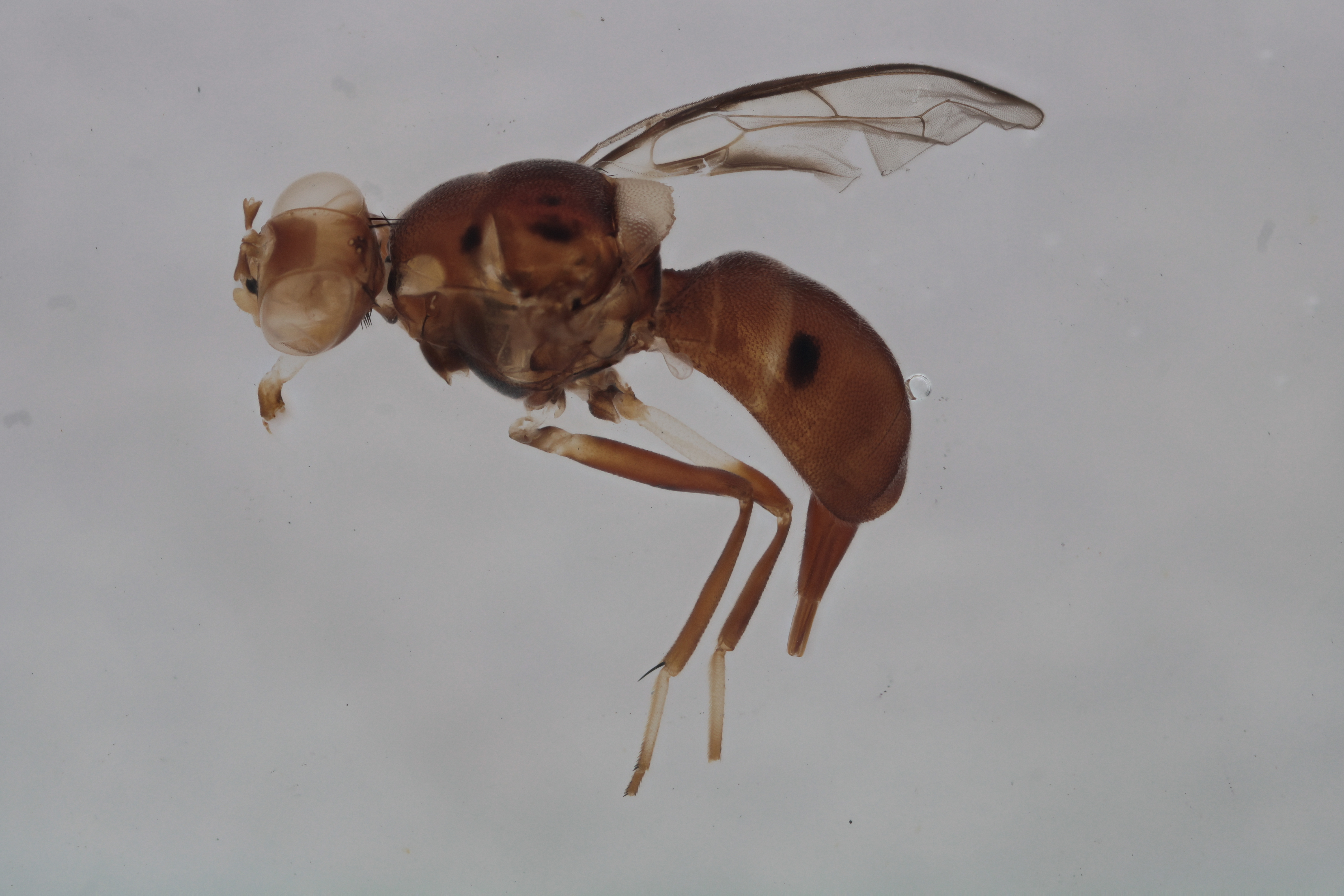 Image of a fruit fly