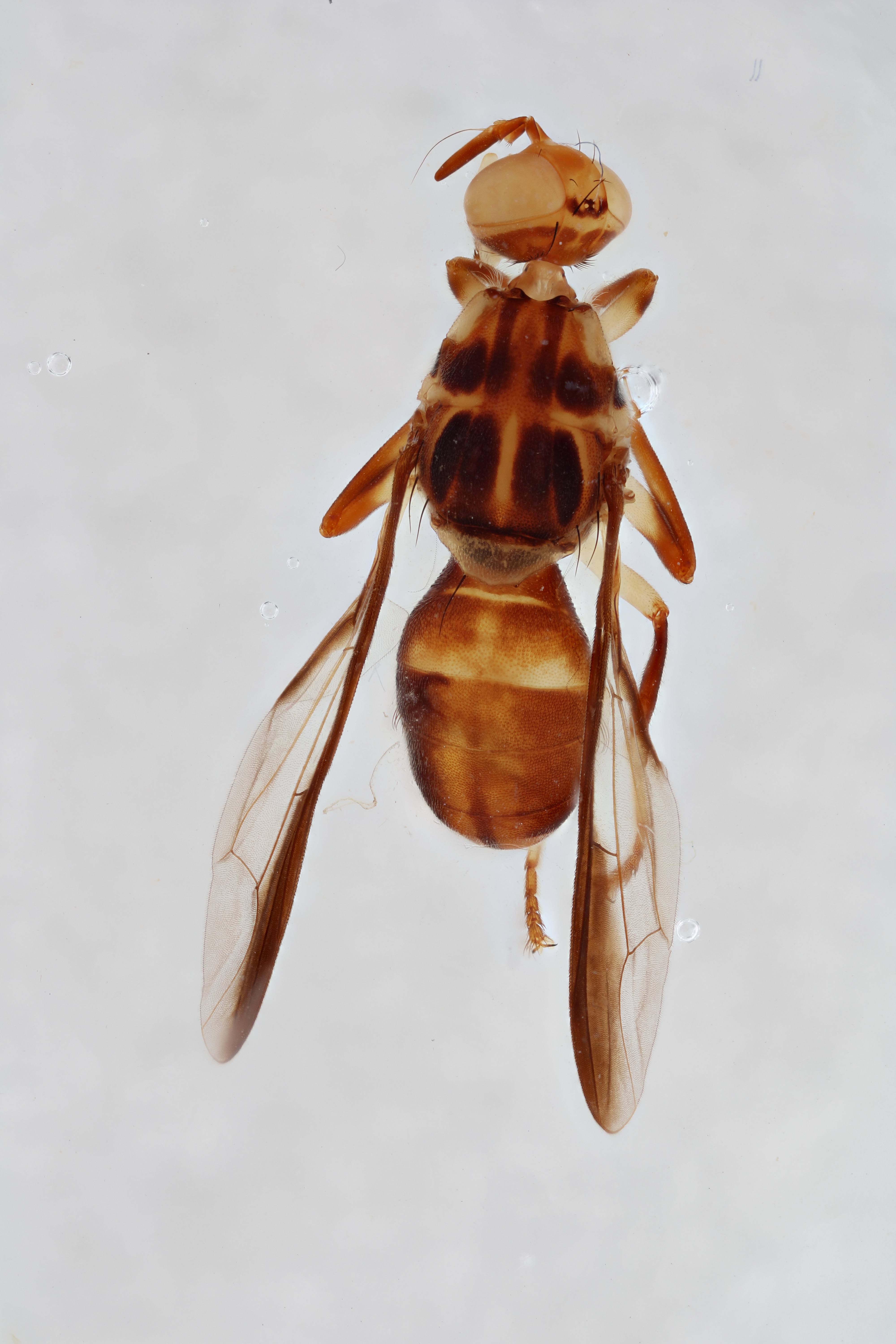 Image of a fruit fly