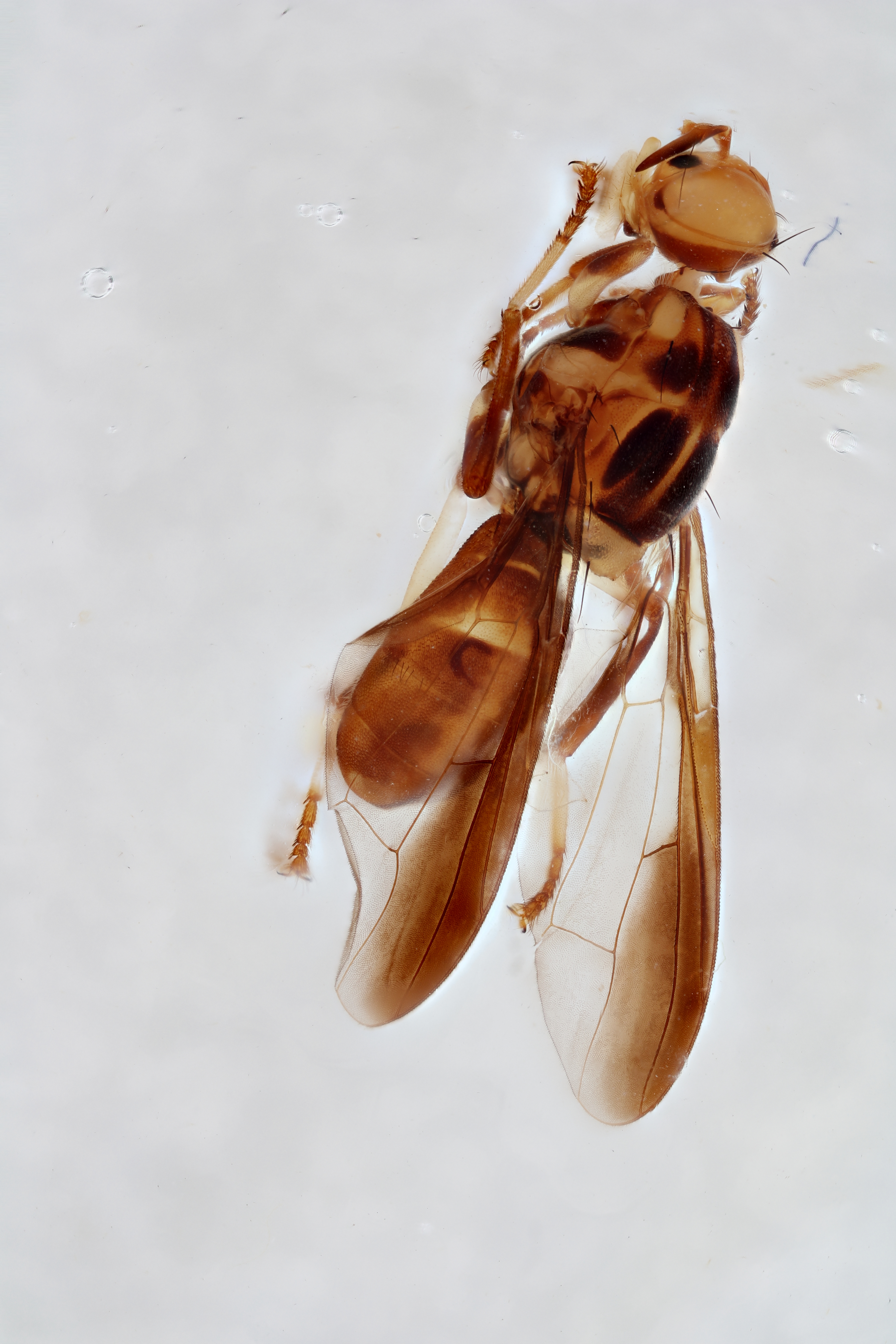 Image of a fruit fly