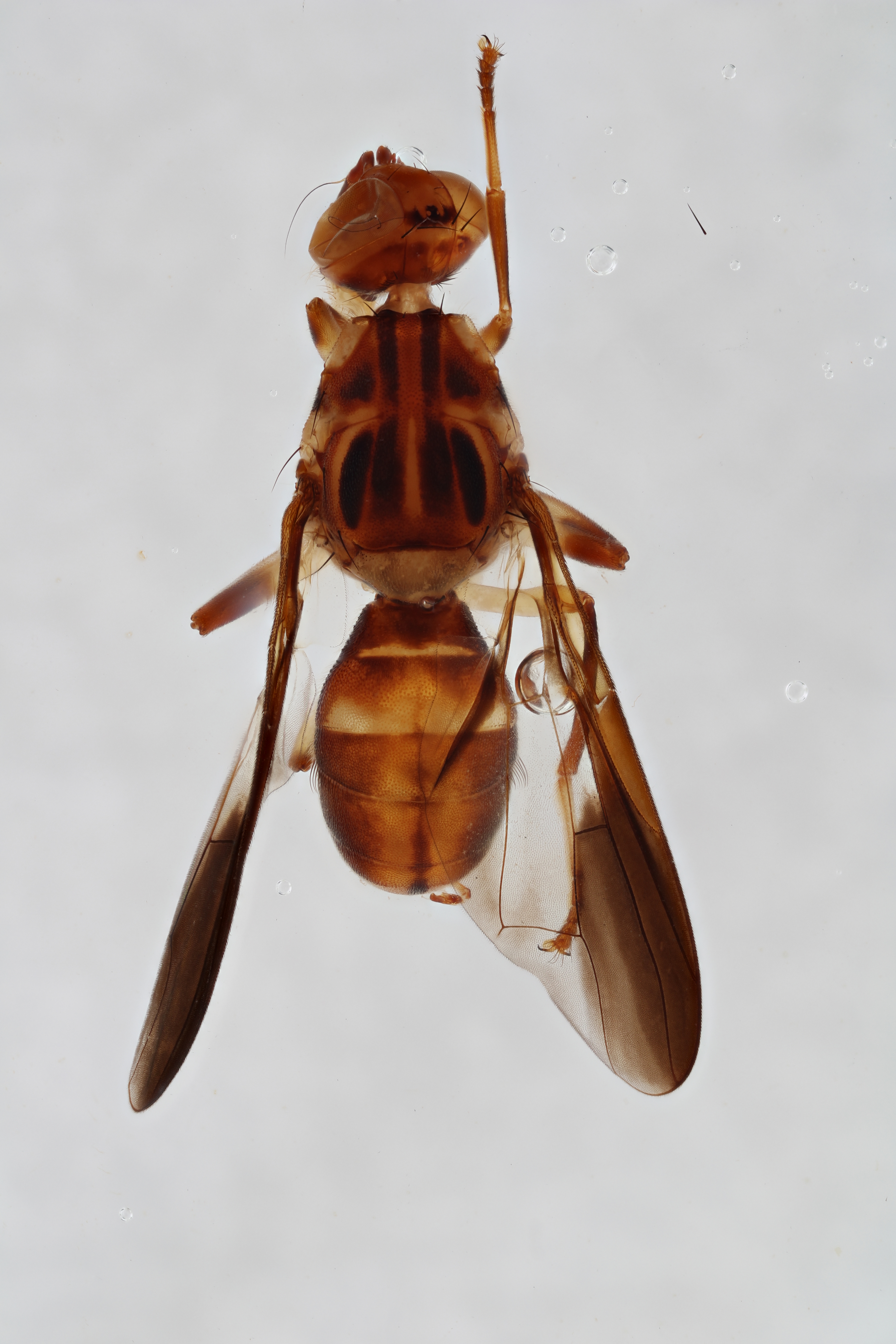 Image of a fruit fly