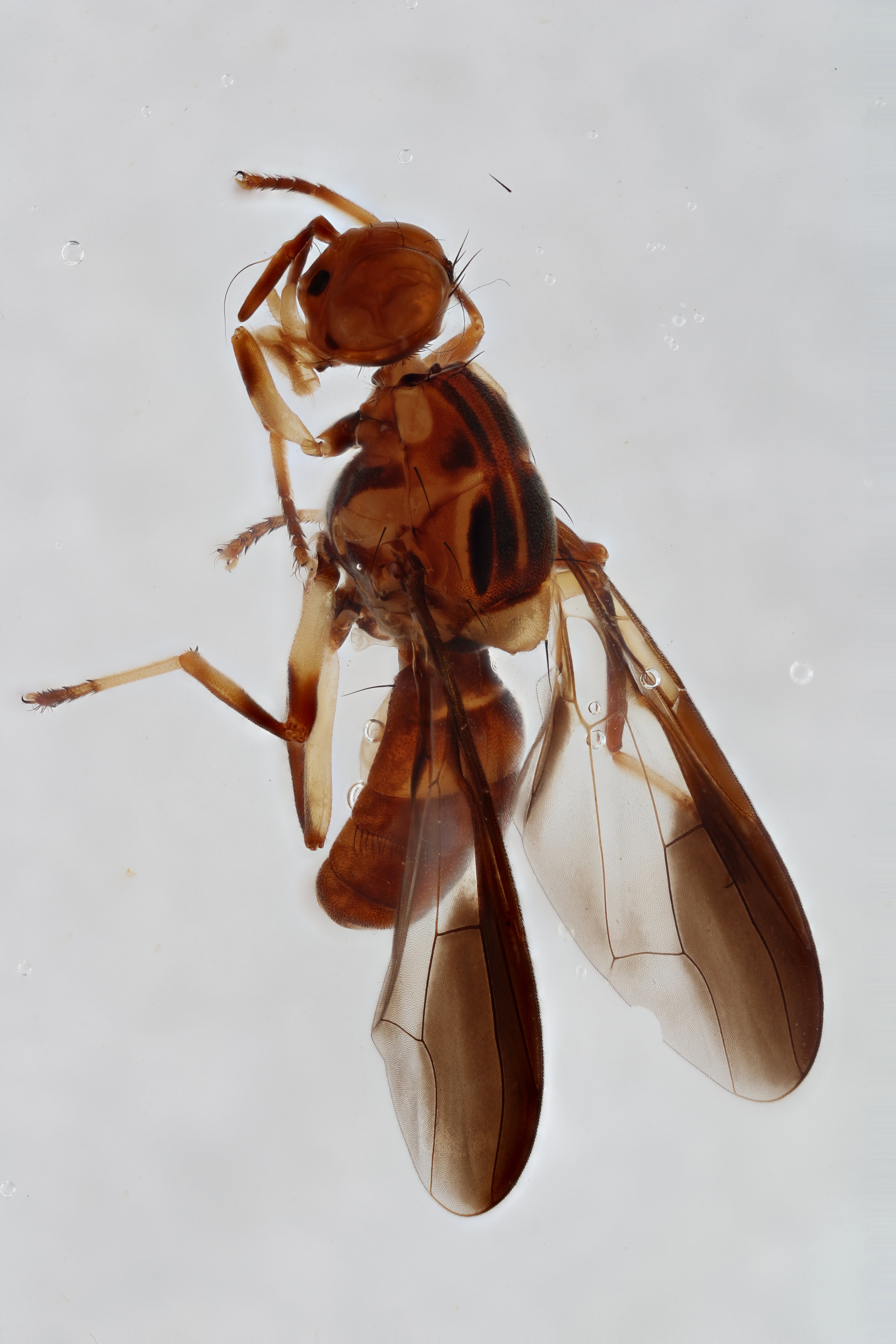 Image of a fruit fly