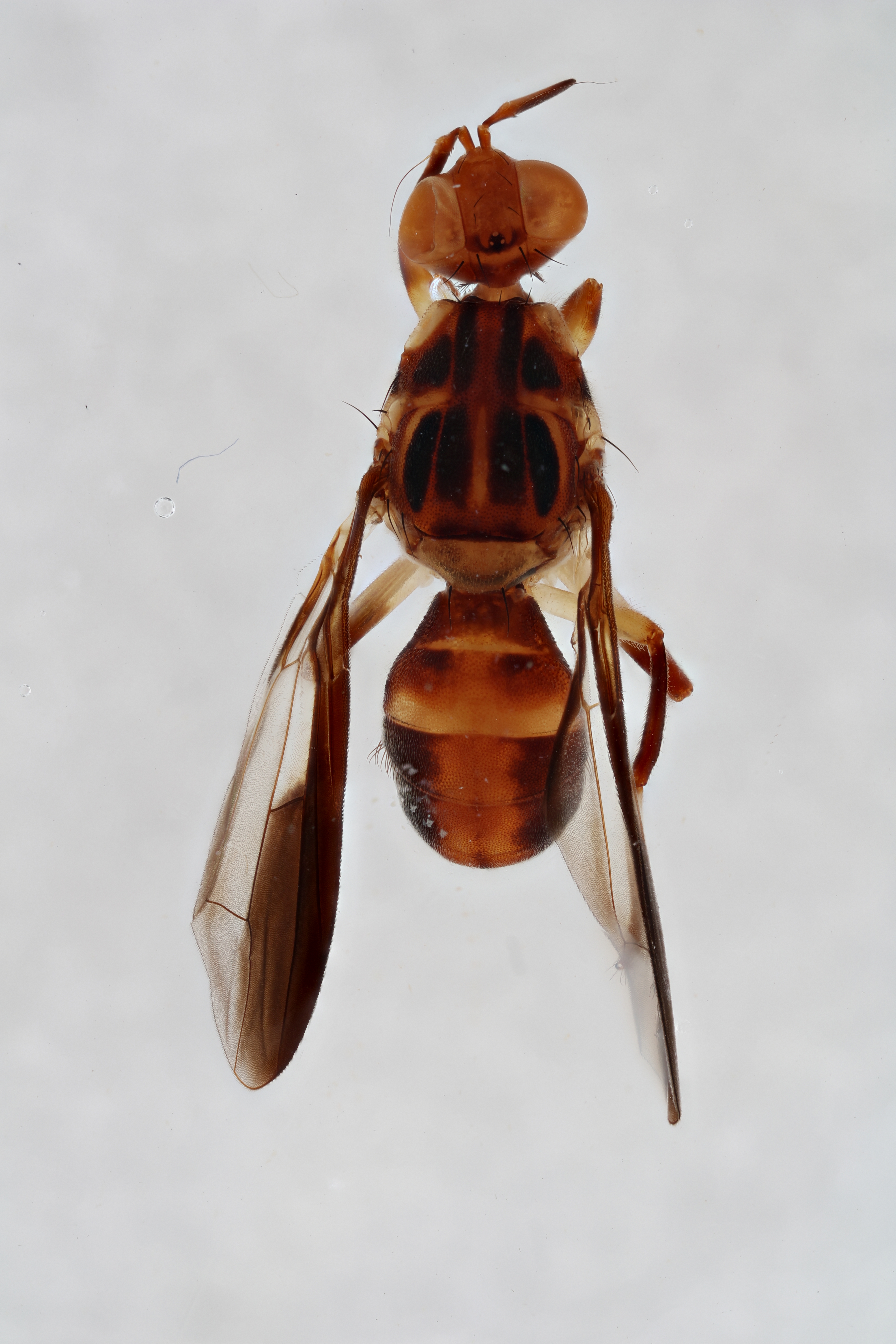 Image of a fruit fly