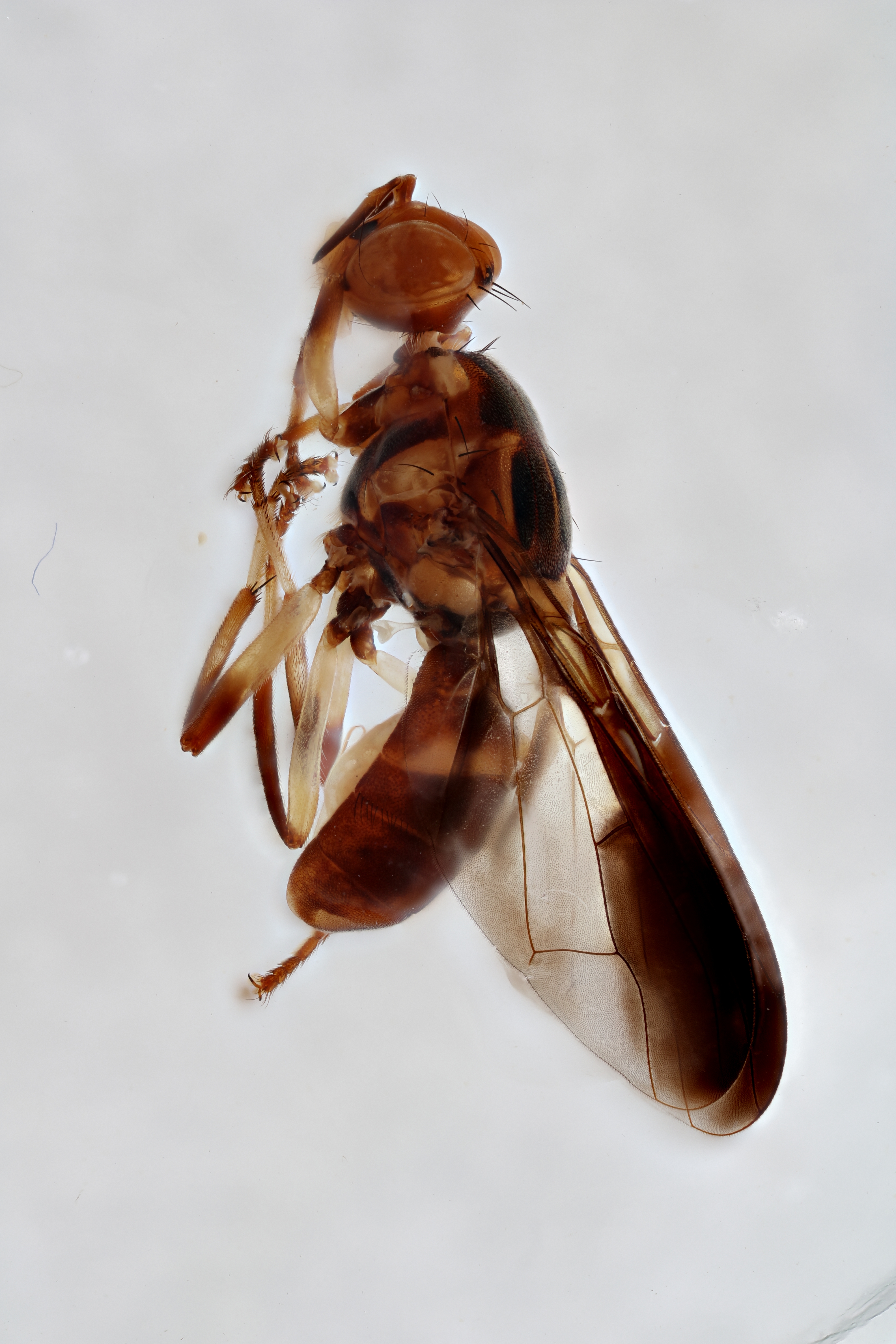 Image of a fruit fly