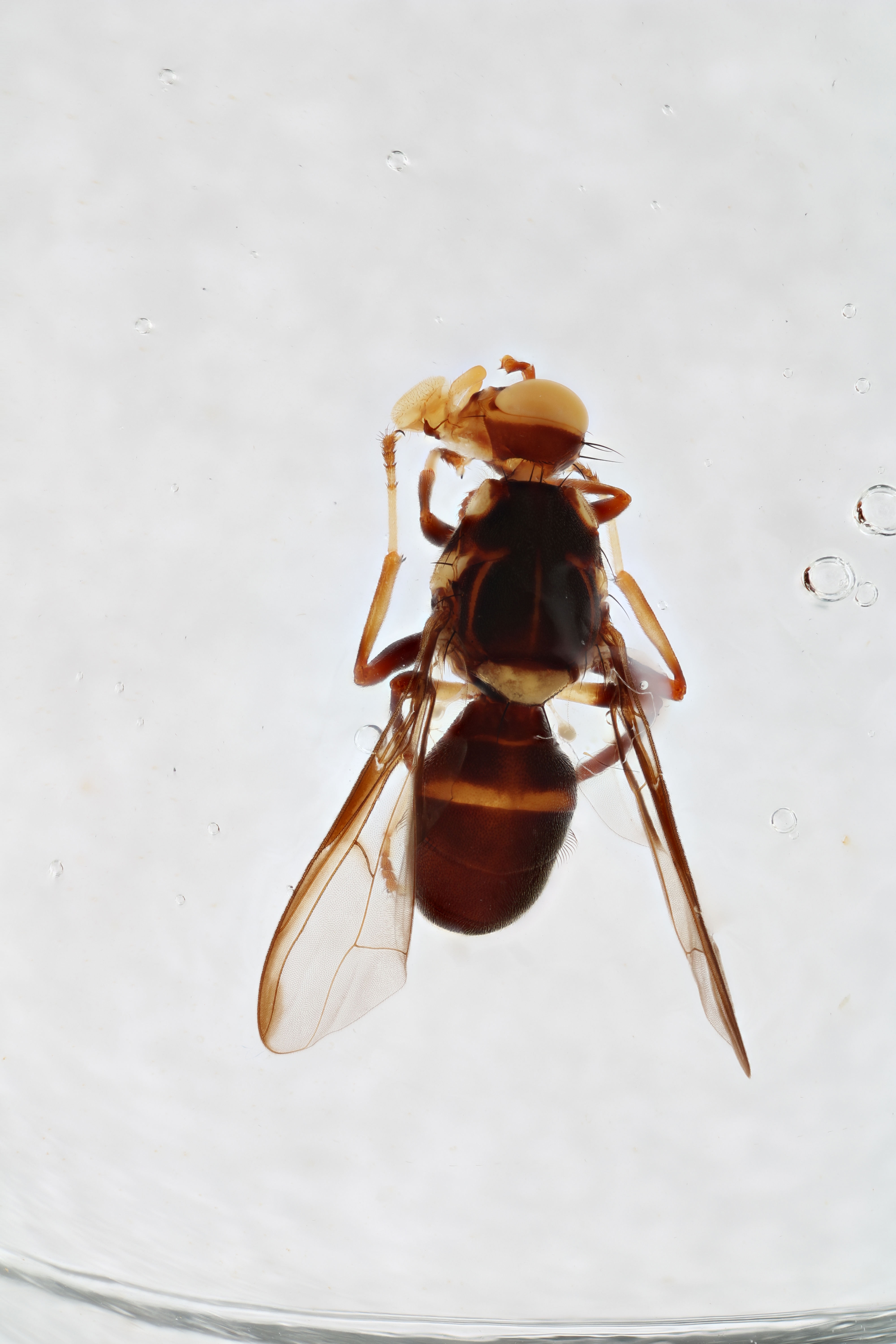 Image of a fruit fly