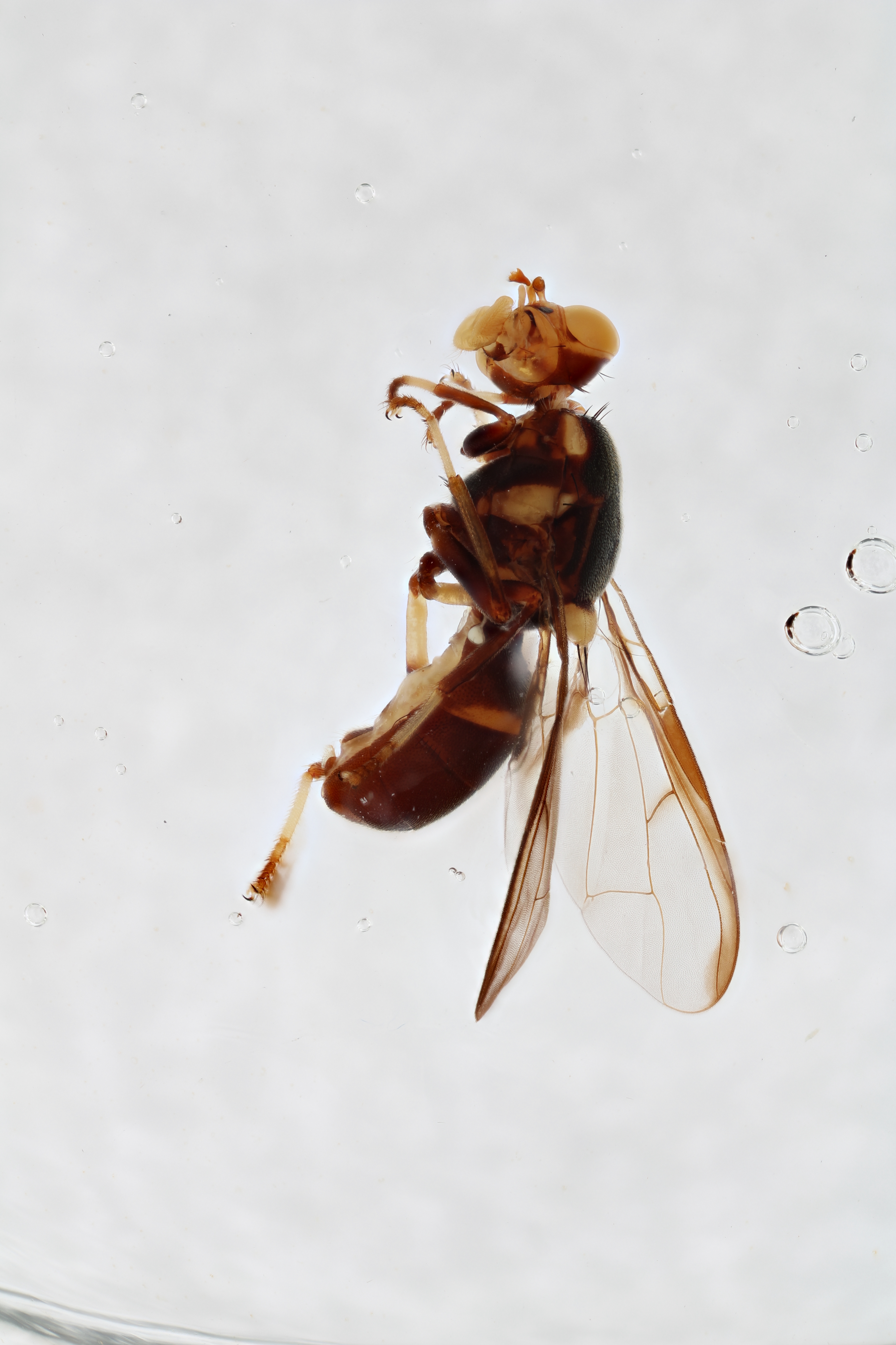 Image of a fruit fly