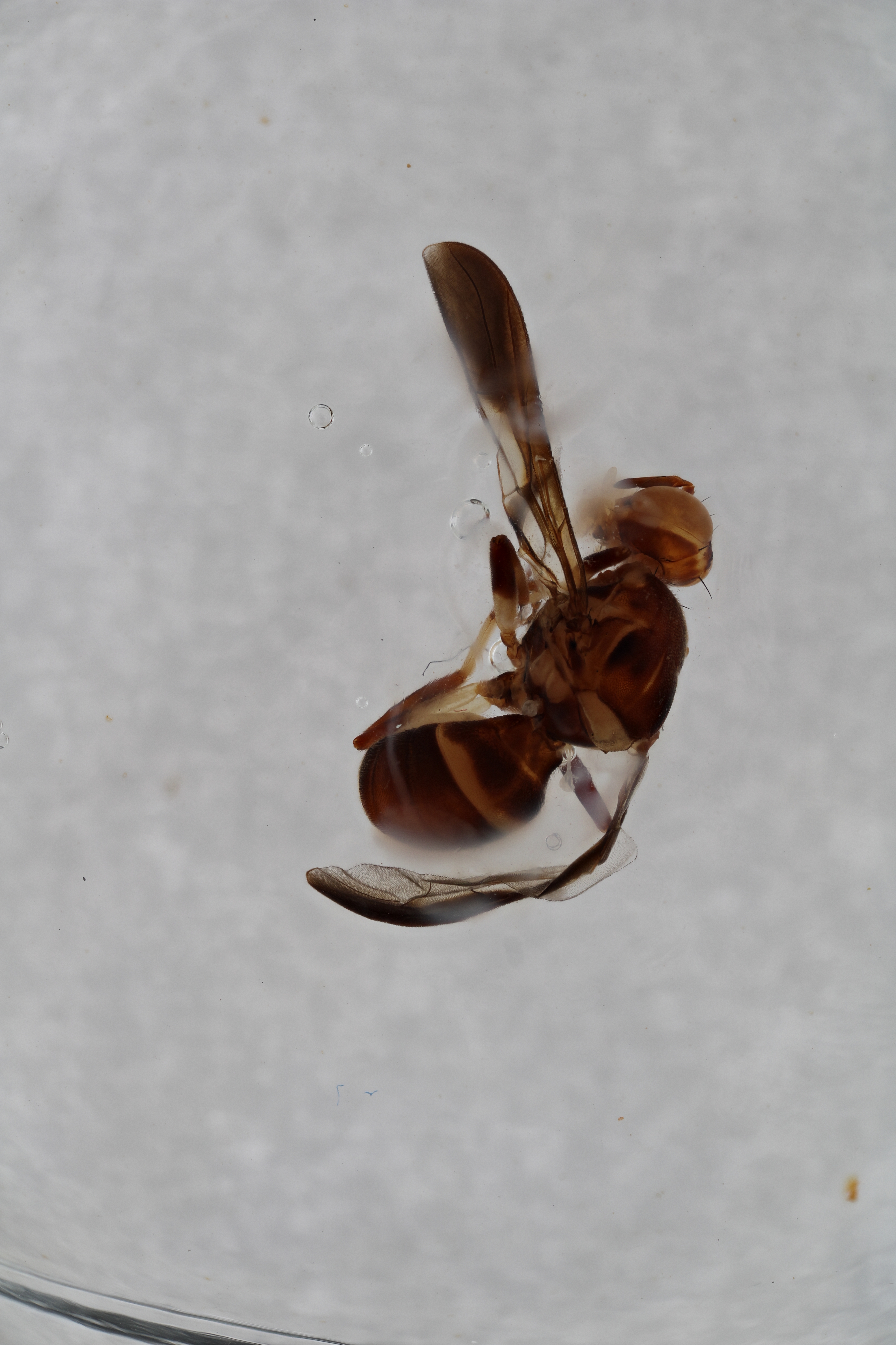 Image of a fruit fly