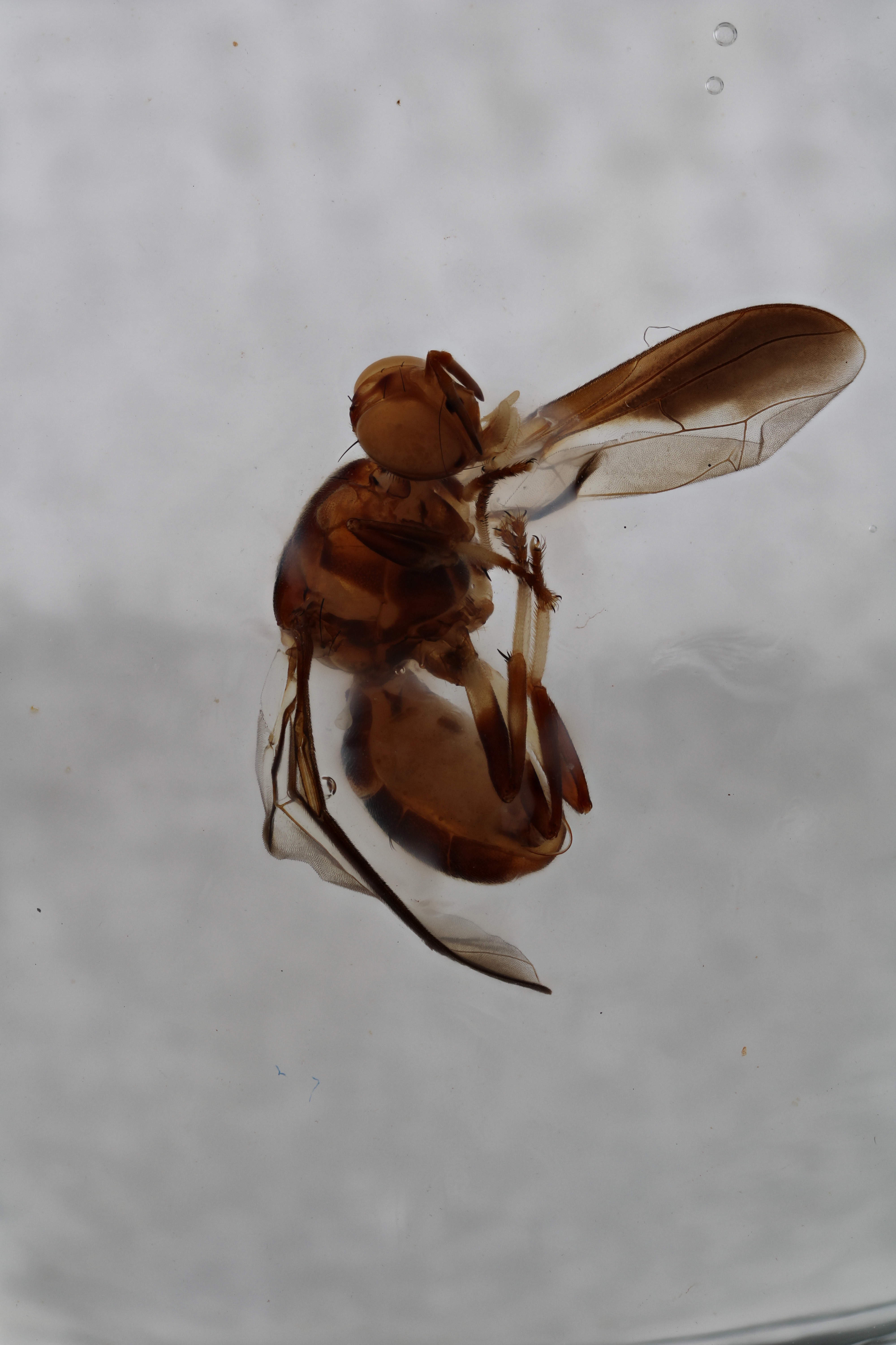 Image of a fruit fly