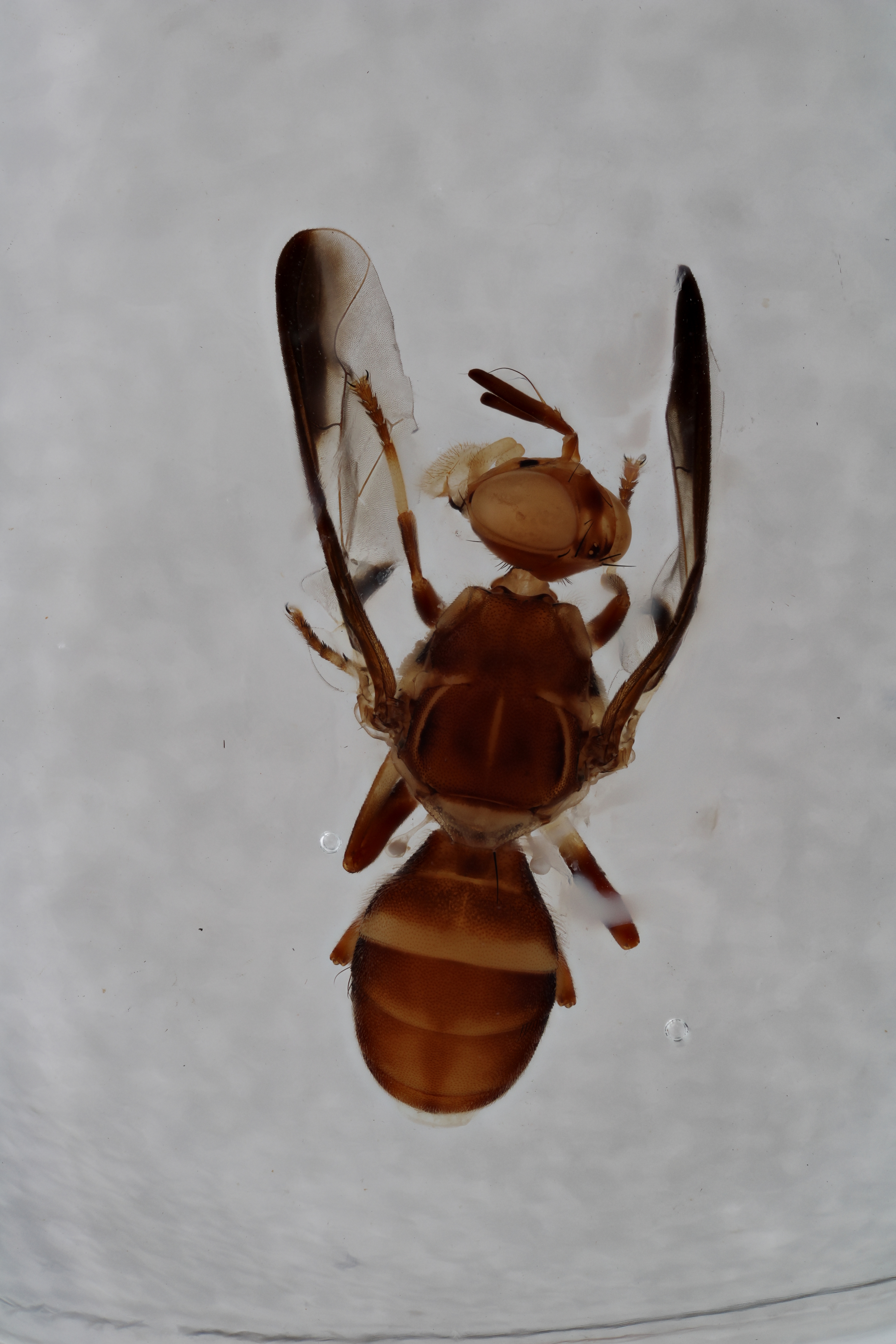 Image of a fruit fly