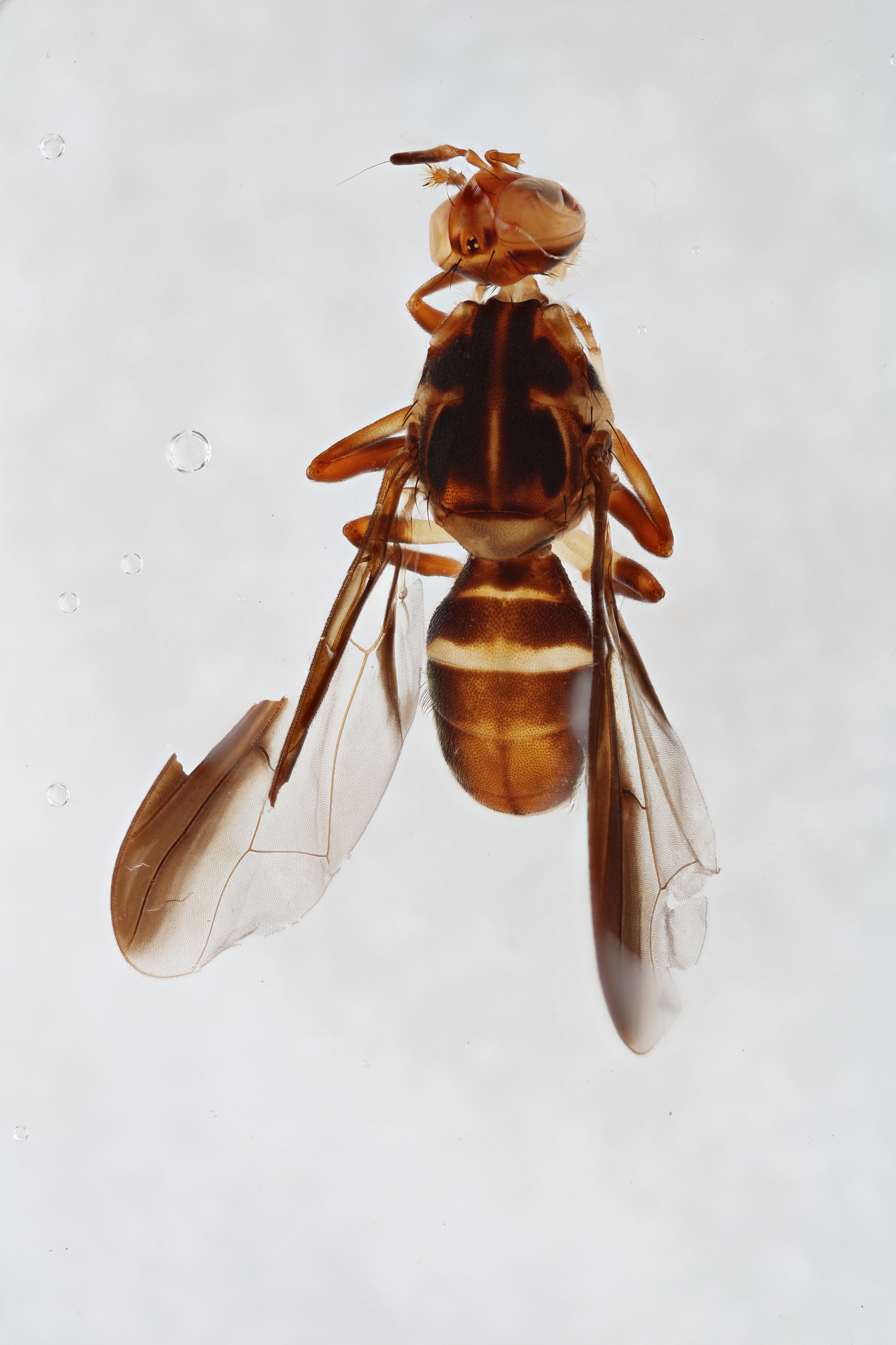 Image of a fruit fly