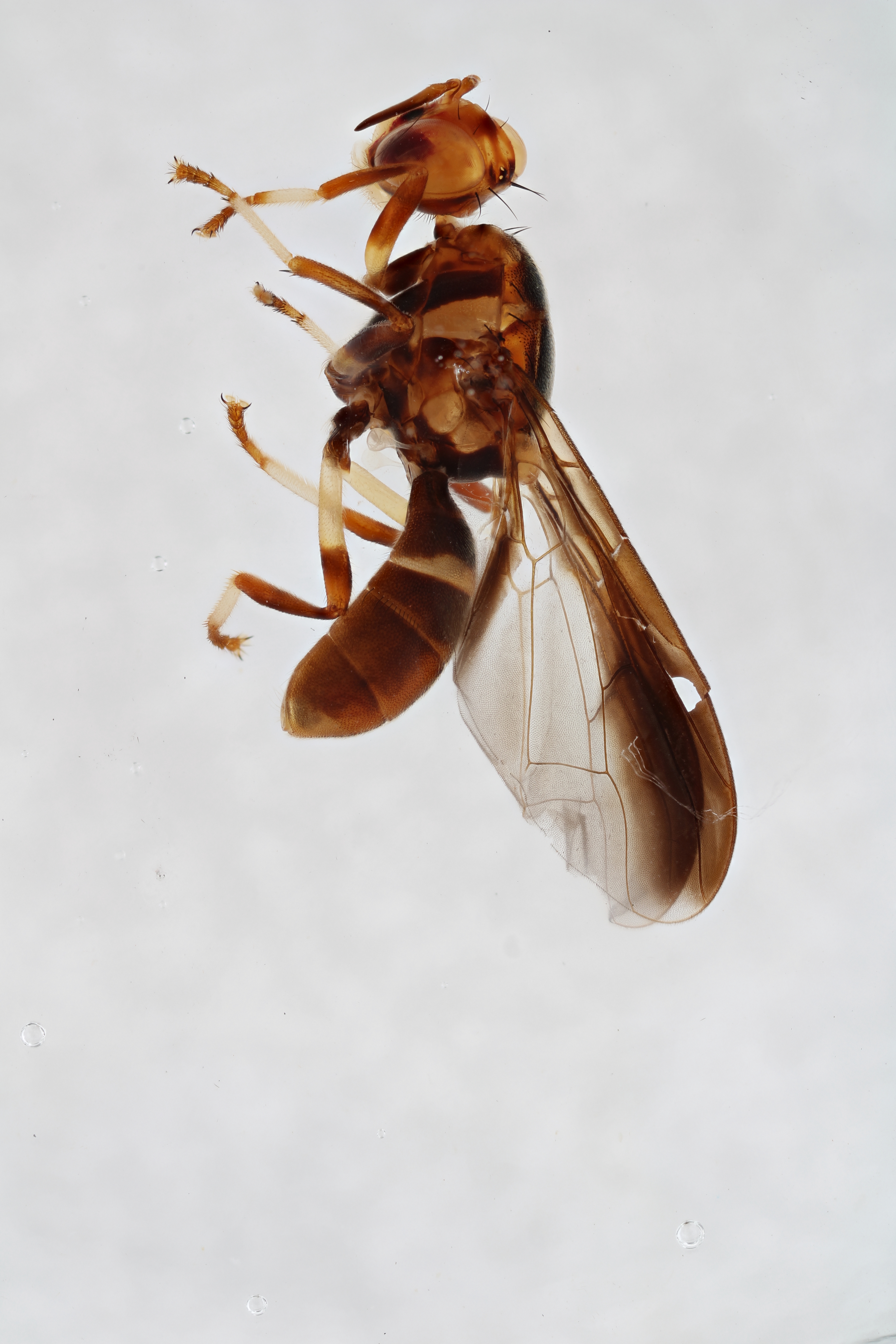 Image of a fruit fly