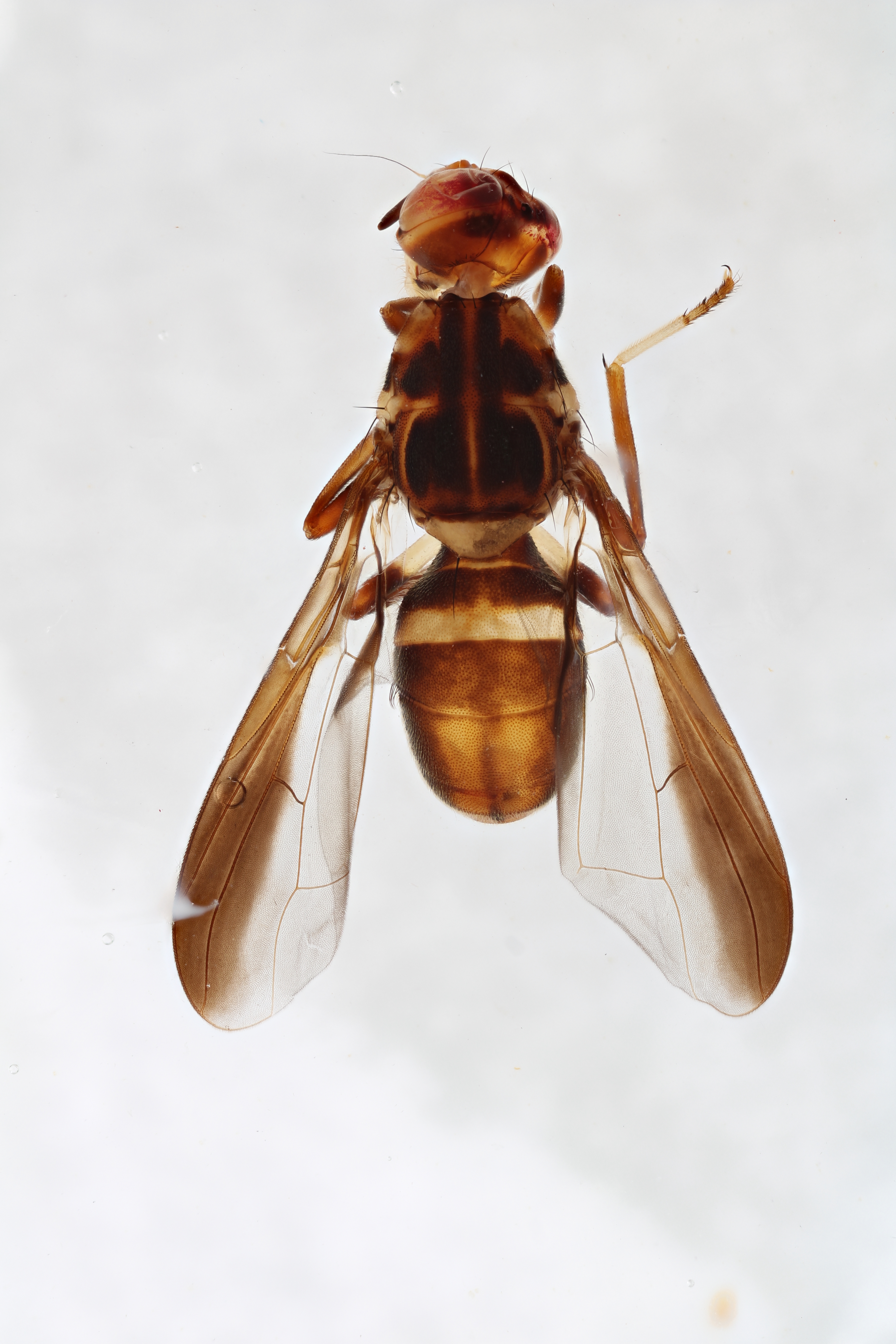 Image of a fruit fly