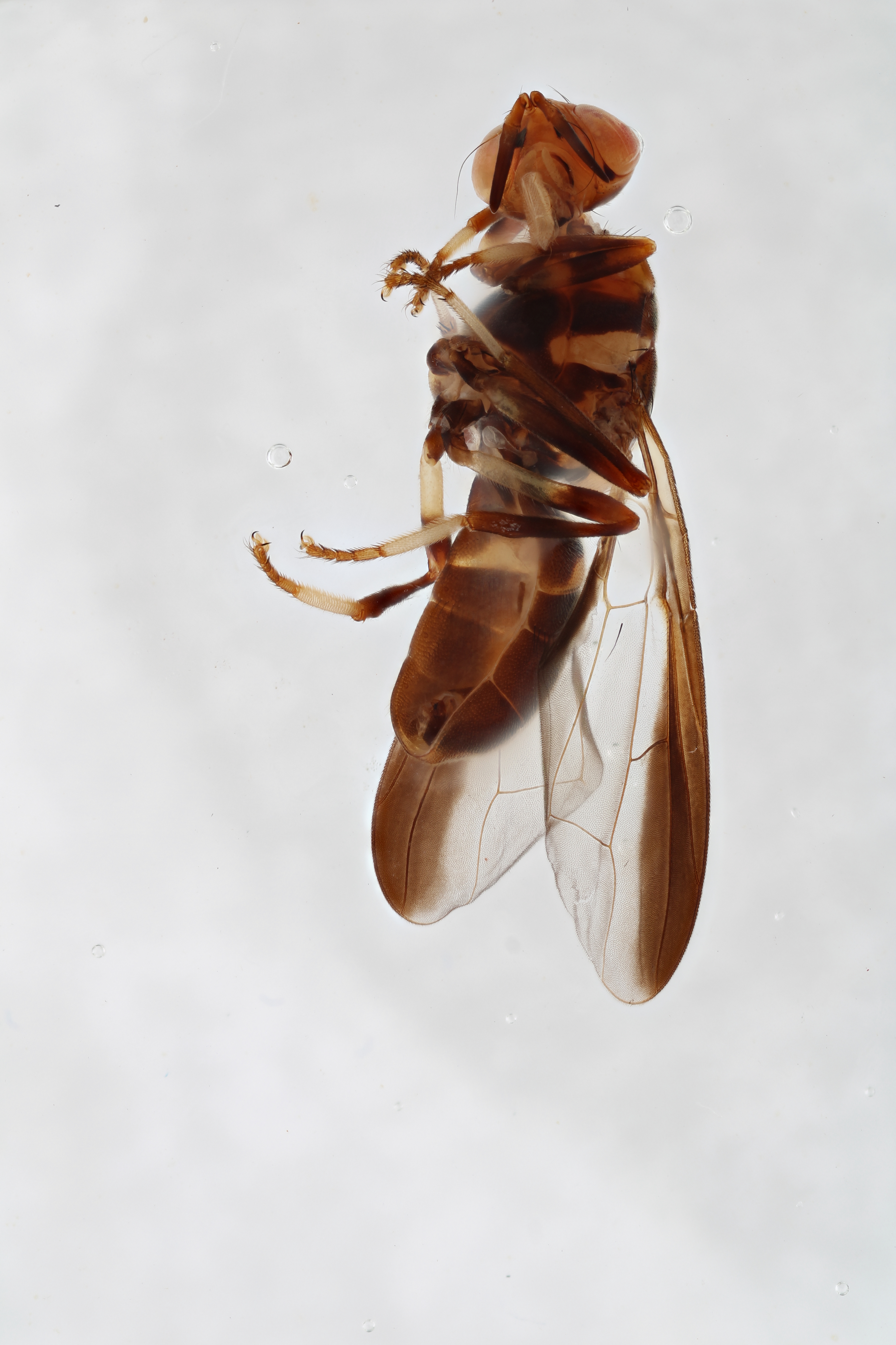 Image of a fruit fly