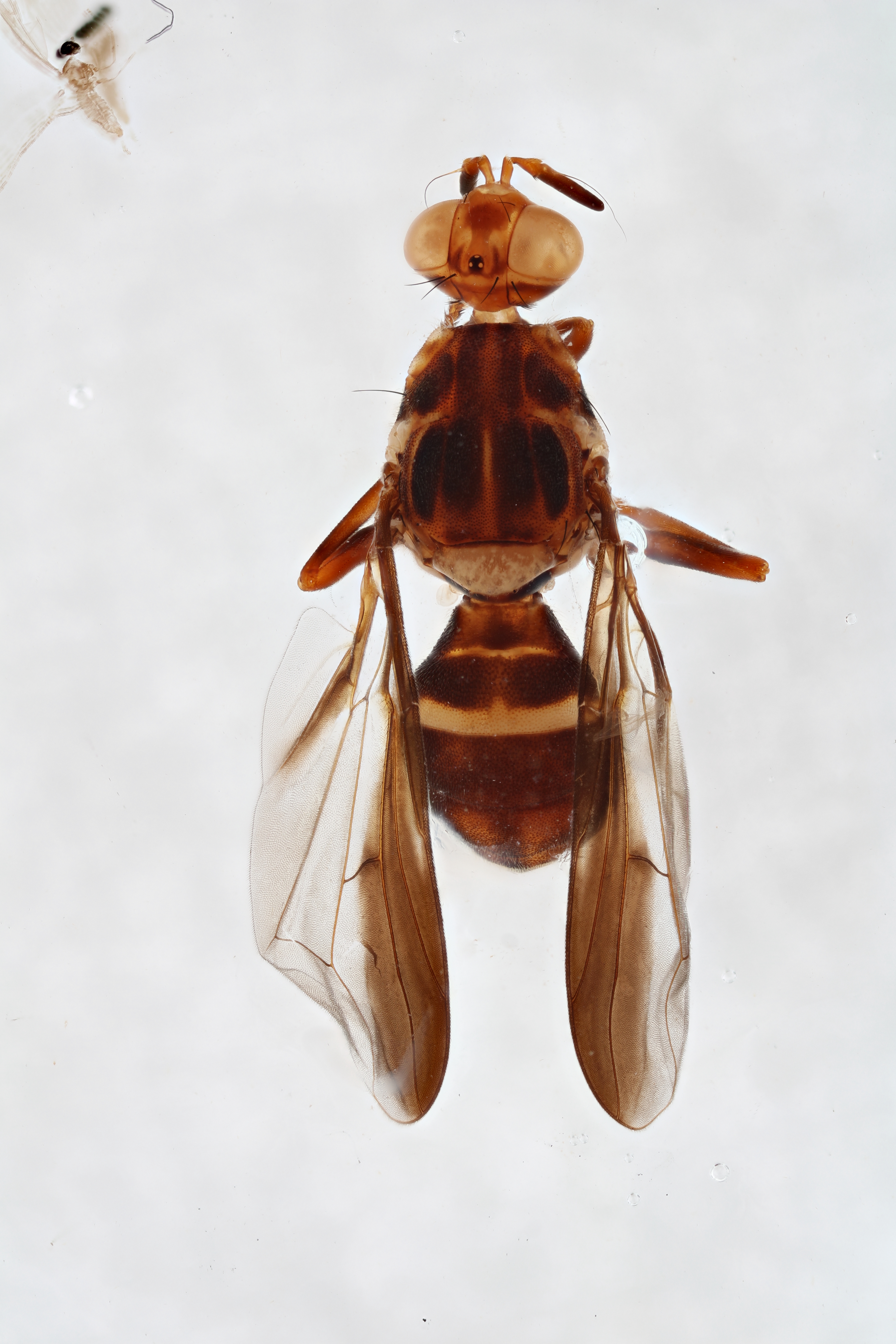 Image of a fruit fly