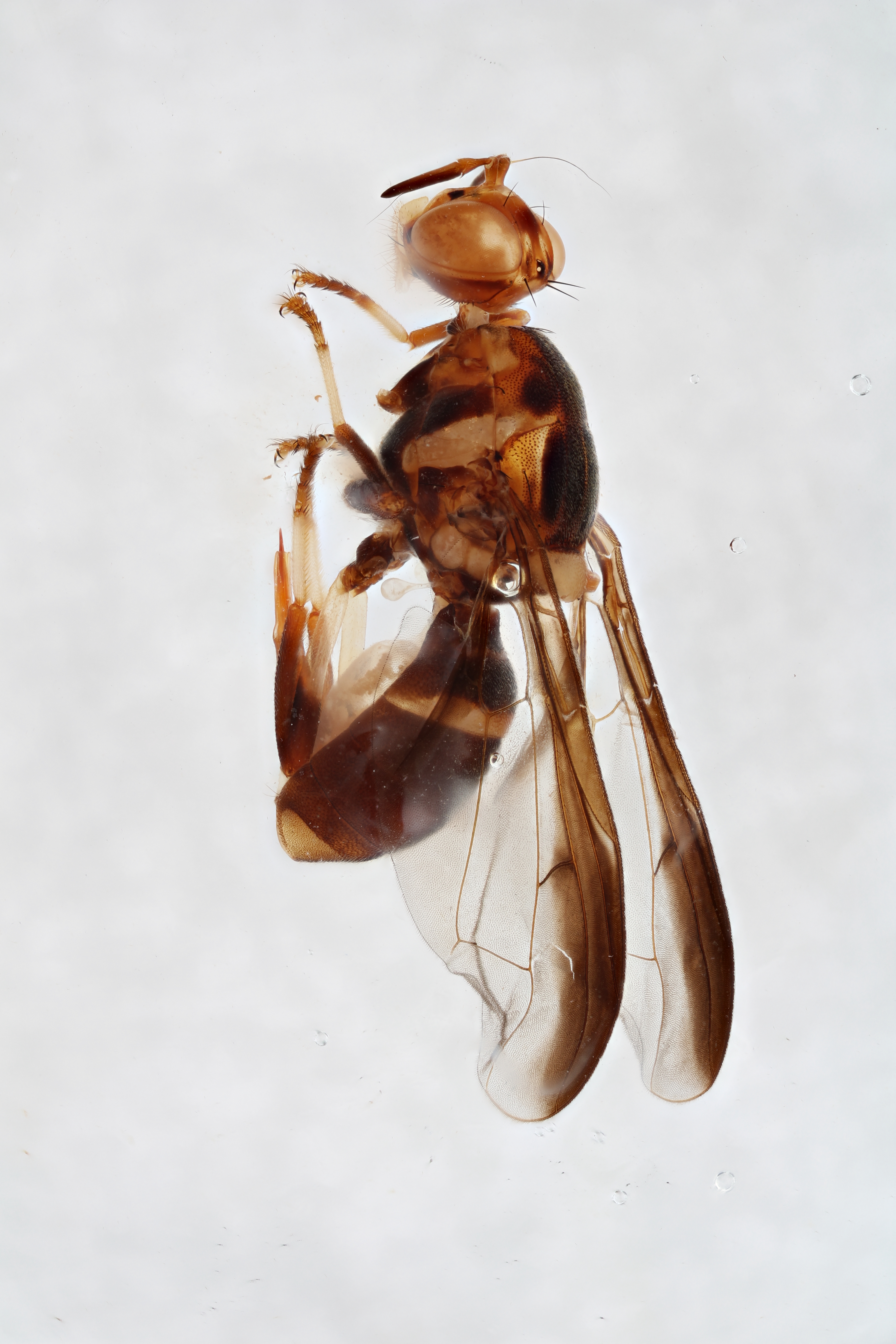 Image of a fruit fly