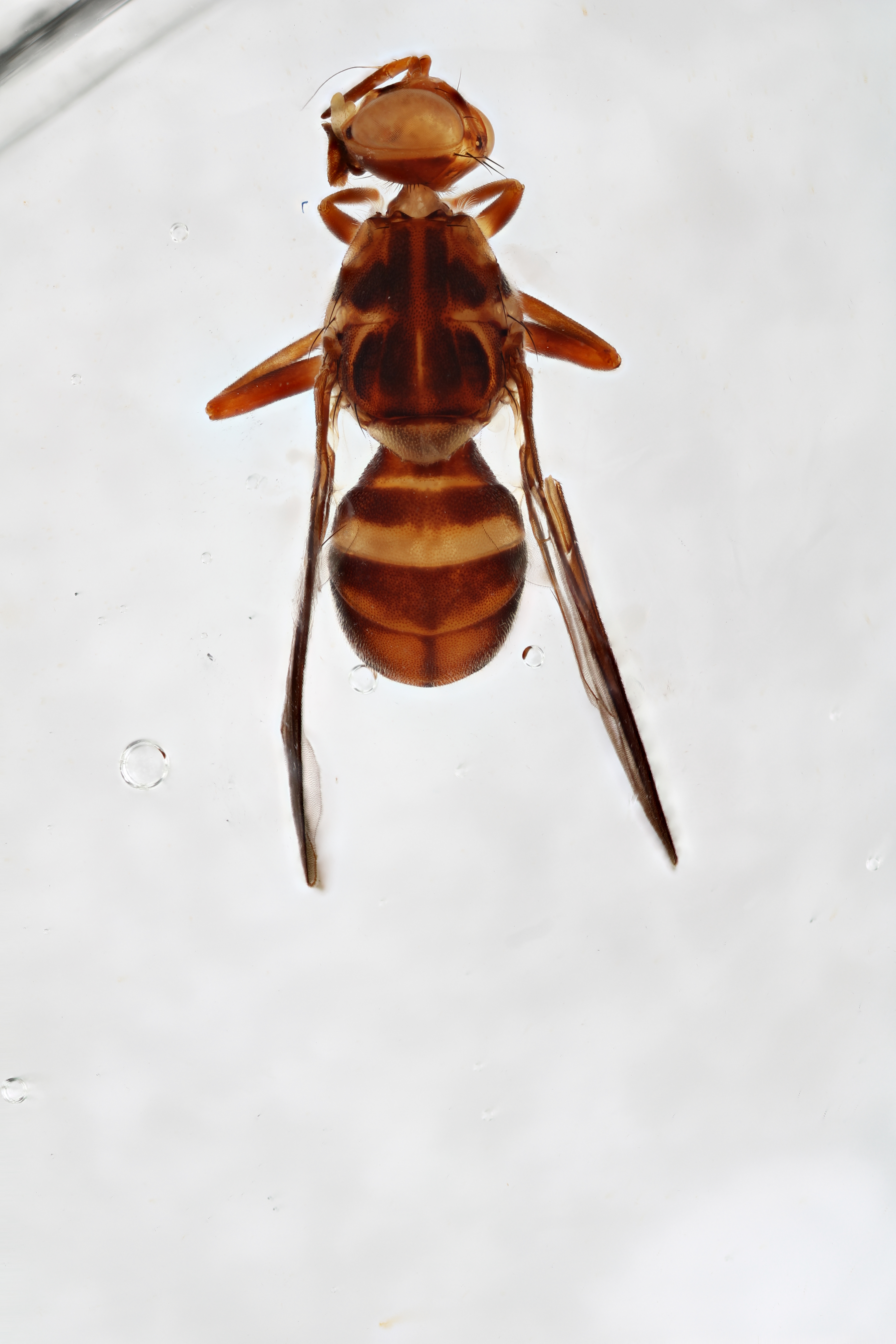 Image of a fruit fly