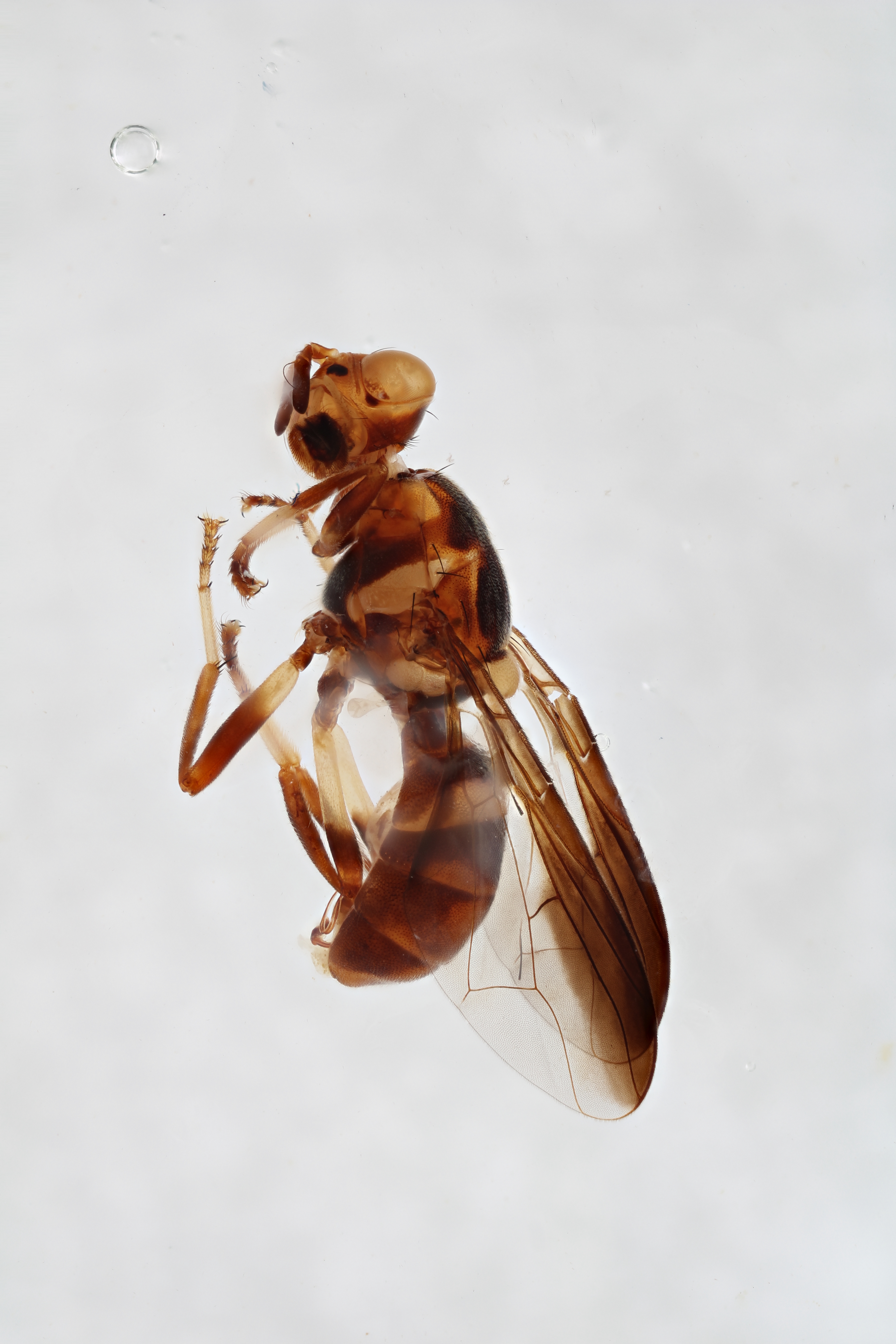 Image of a fruit fly