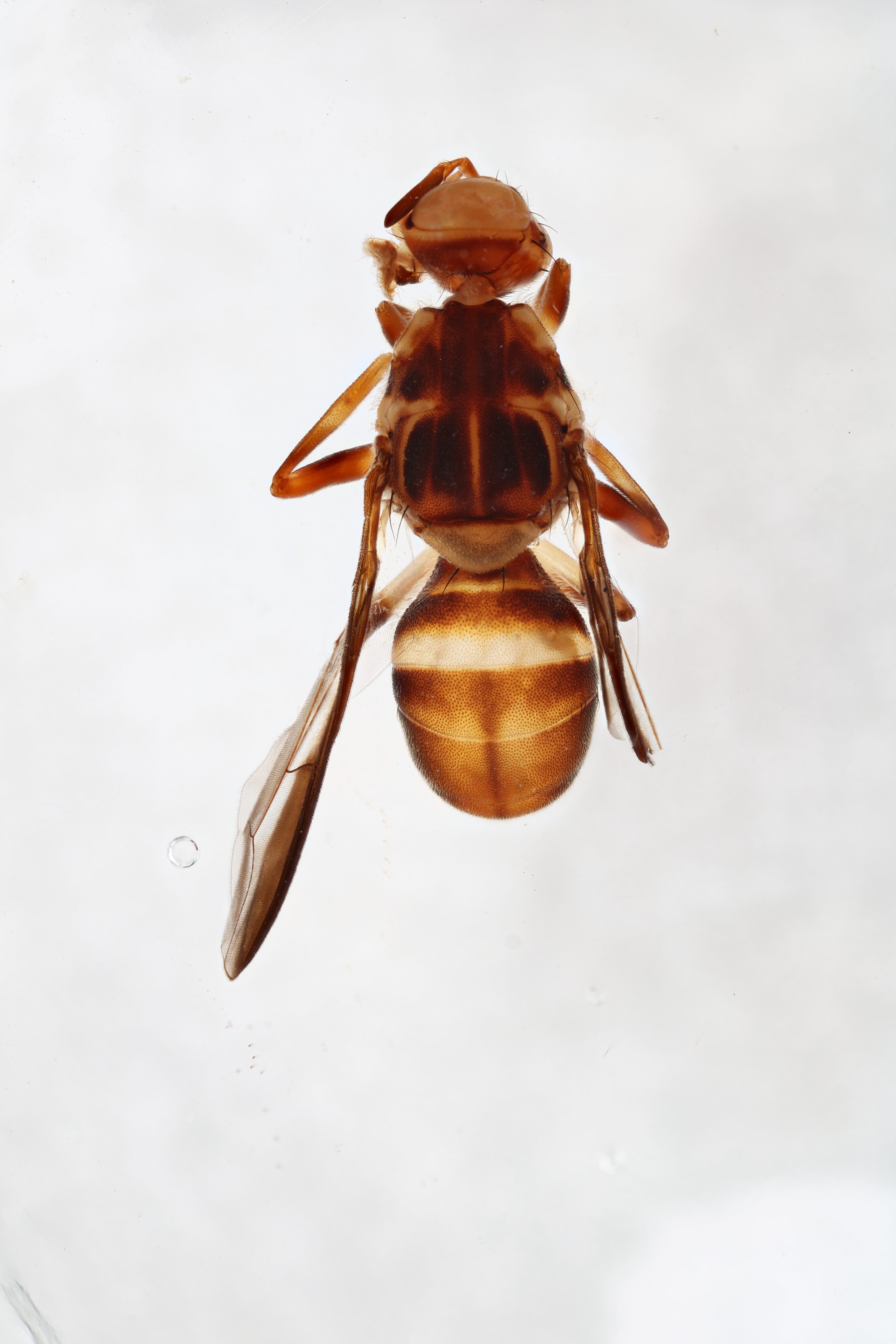 Image of a fruit fly