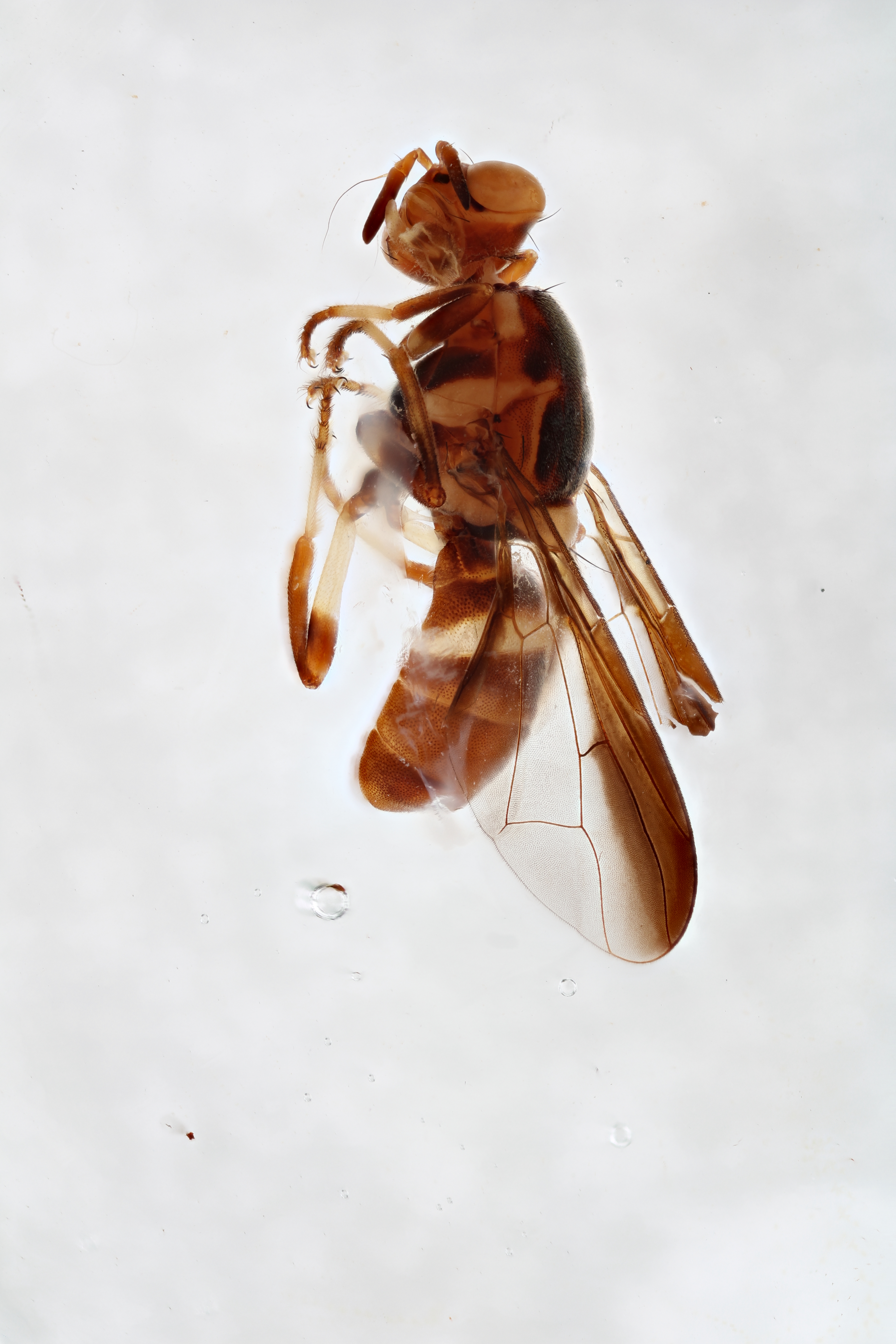 Image of a fruit fly