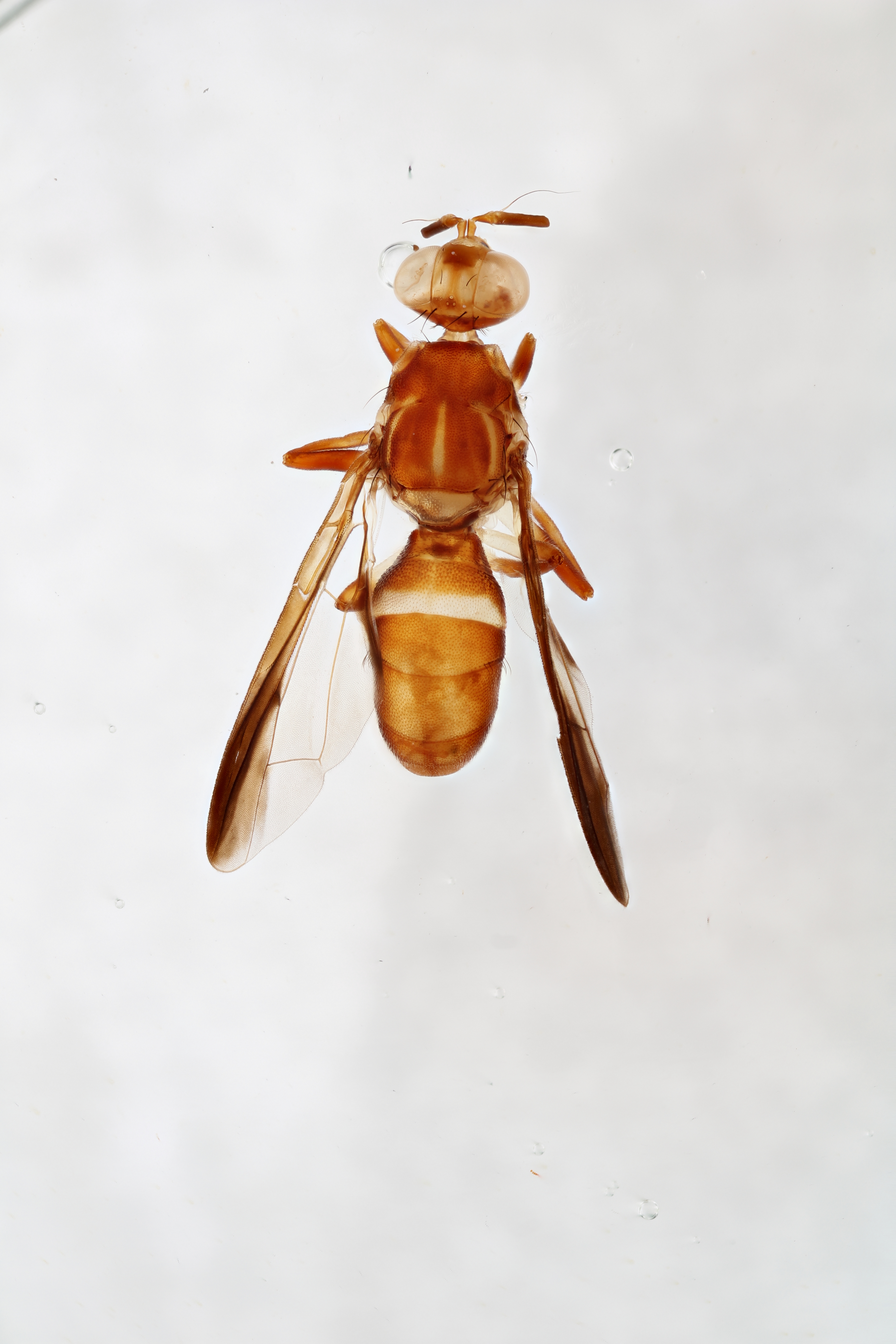 Image of a fruit fly