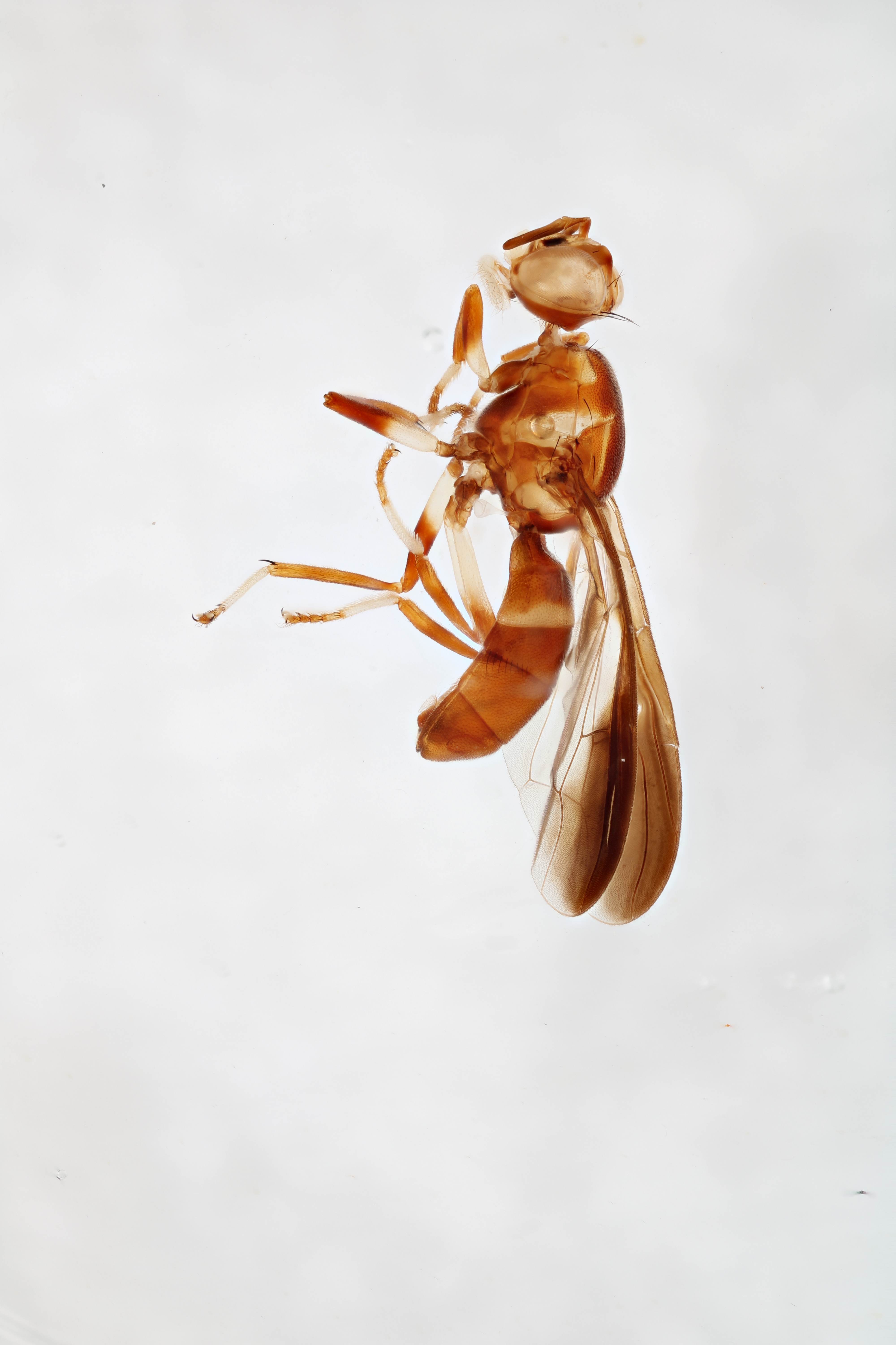 Image of a fruit fly