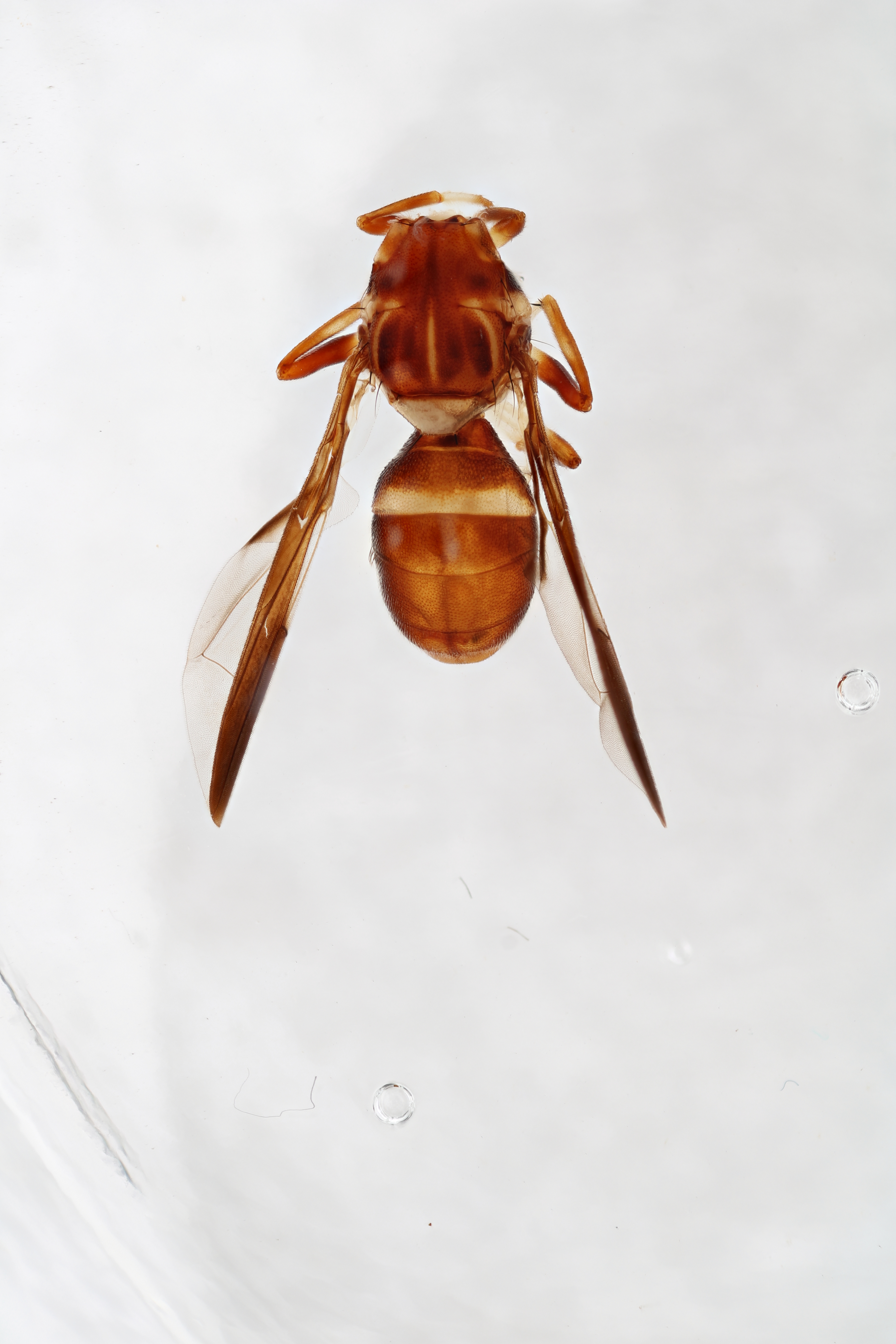 Image of a fruit fly