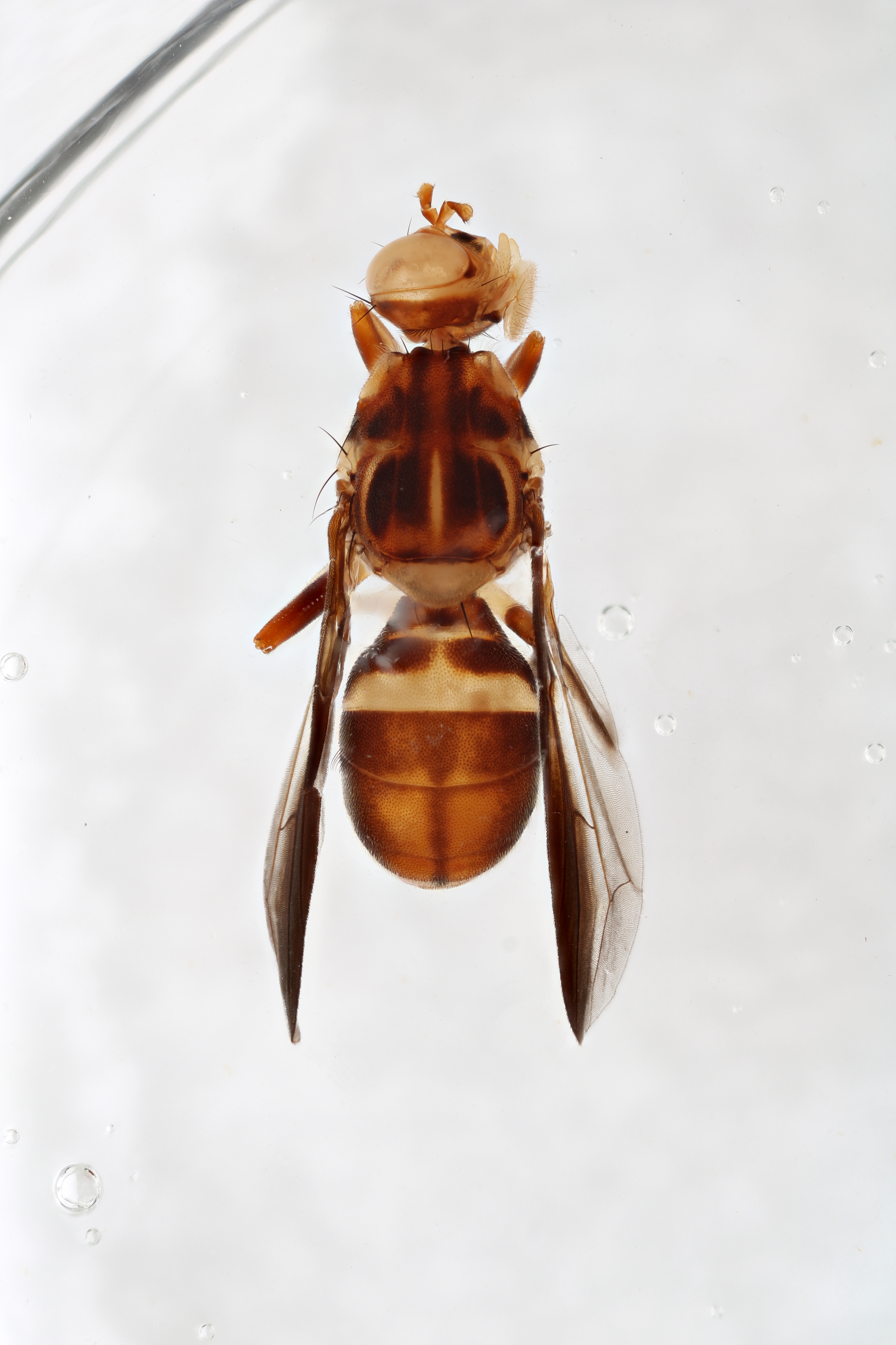 Image of a fruit fly