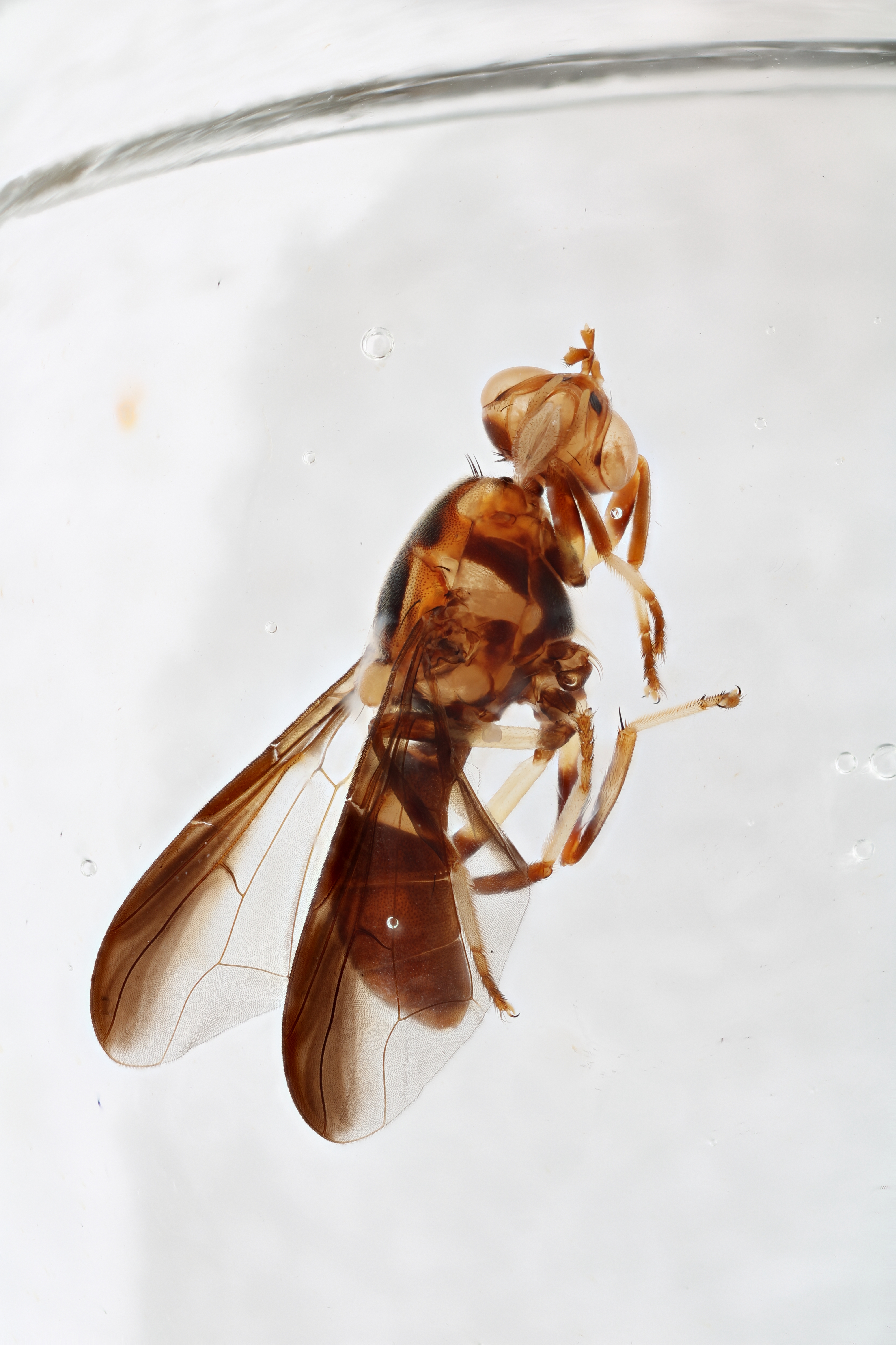 Image of a fruit fly