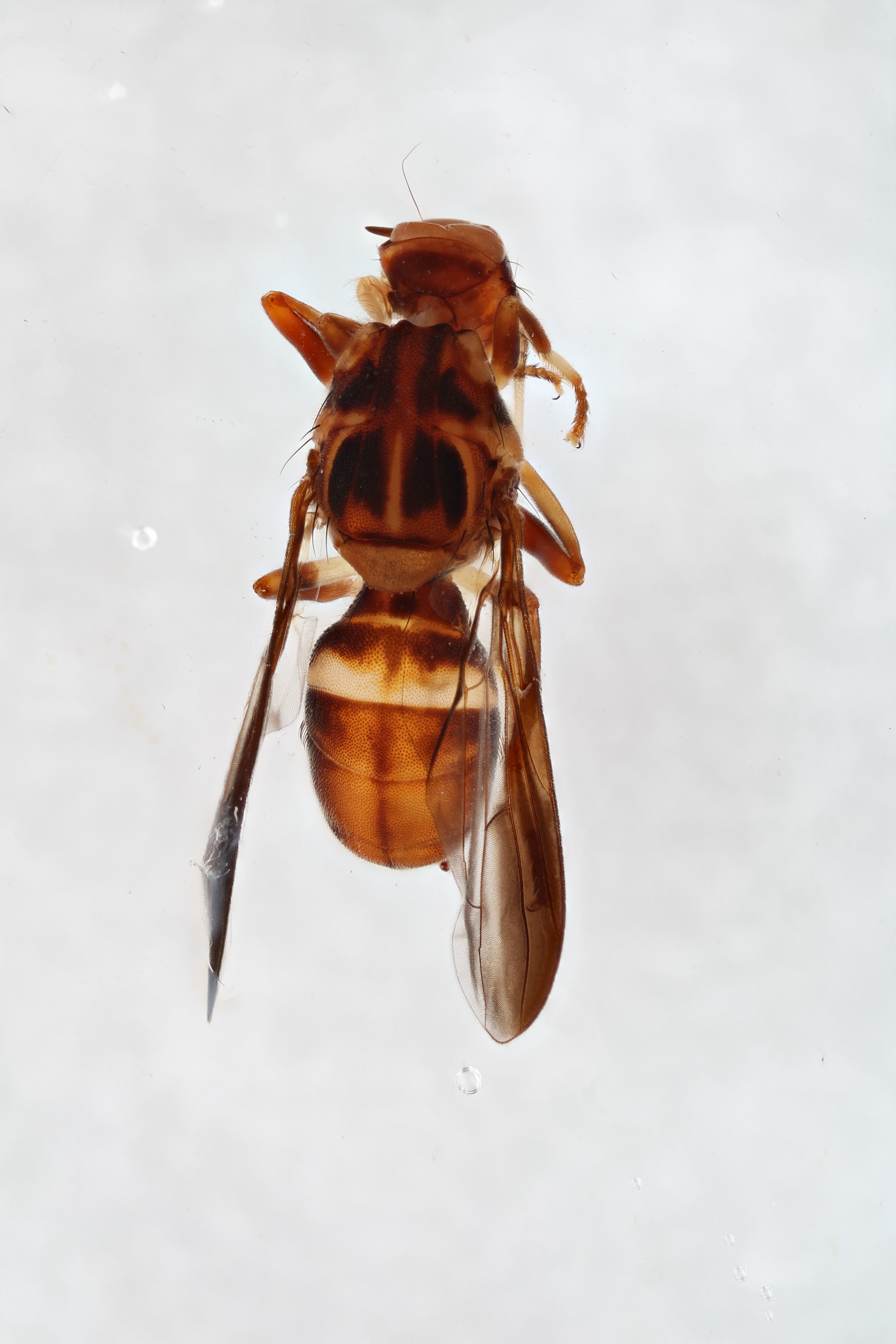 Image of a fruit fly