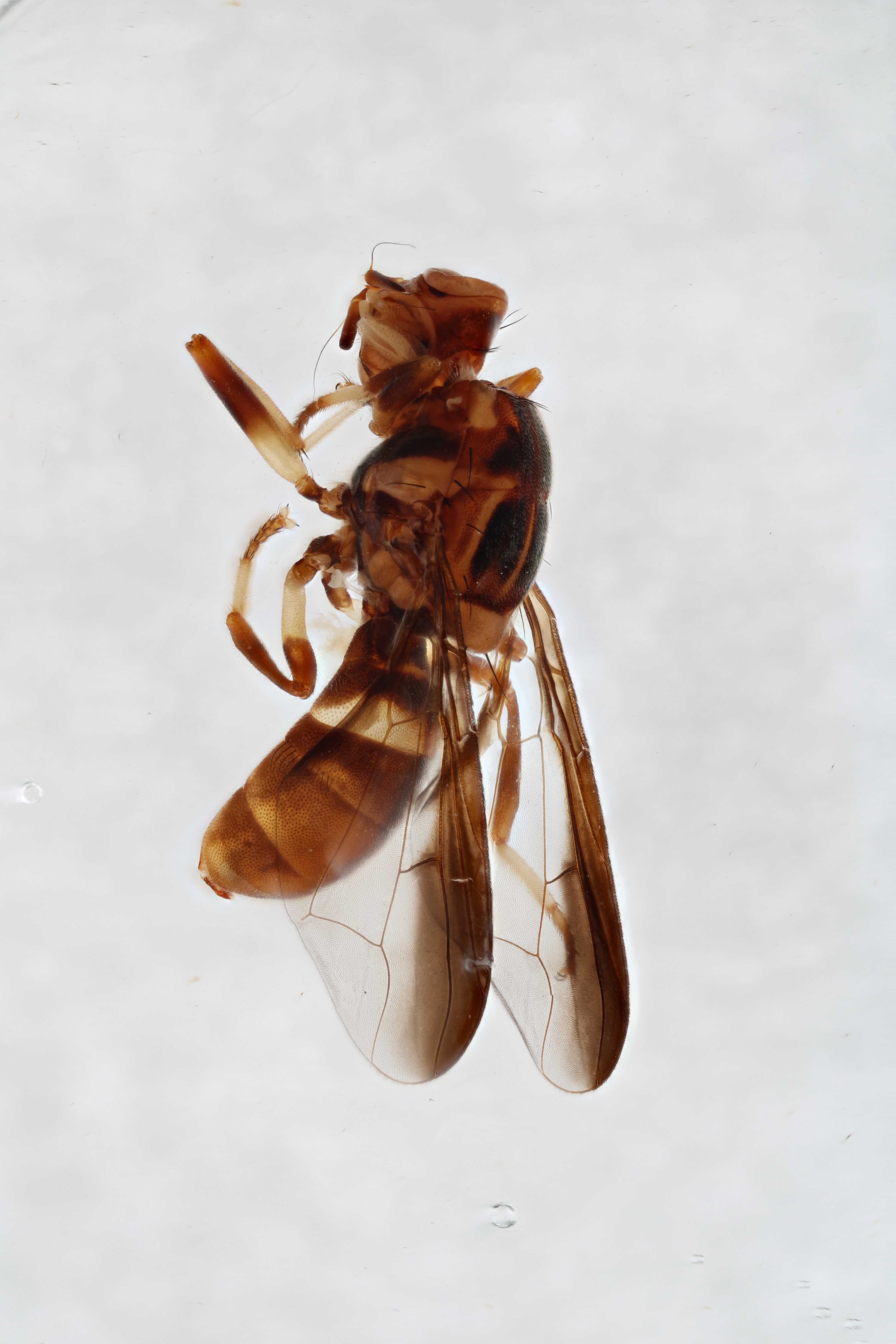 Image of a fruit fly