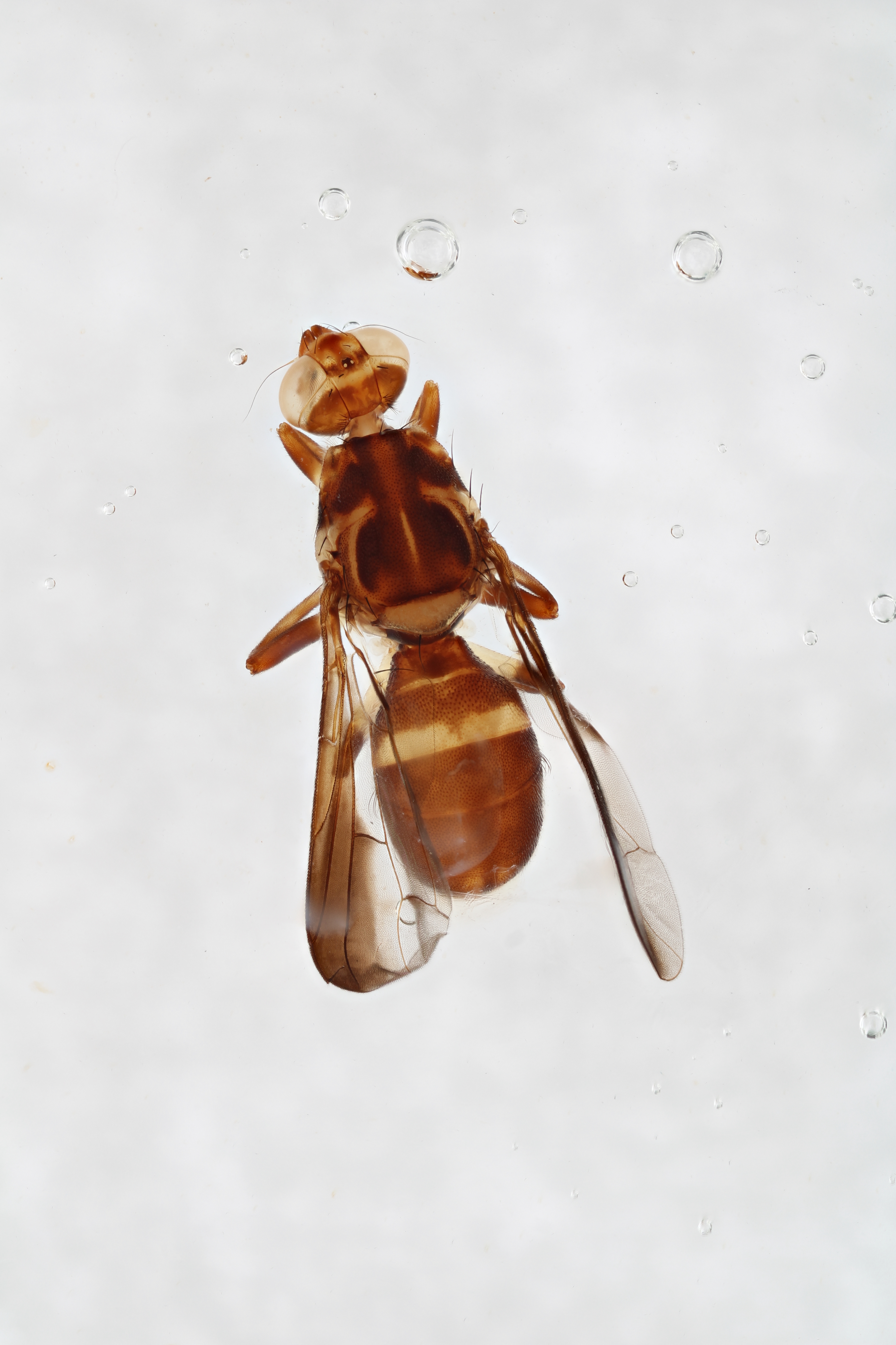 Image of a fruit fly