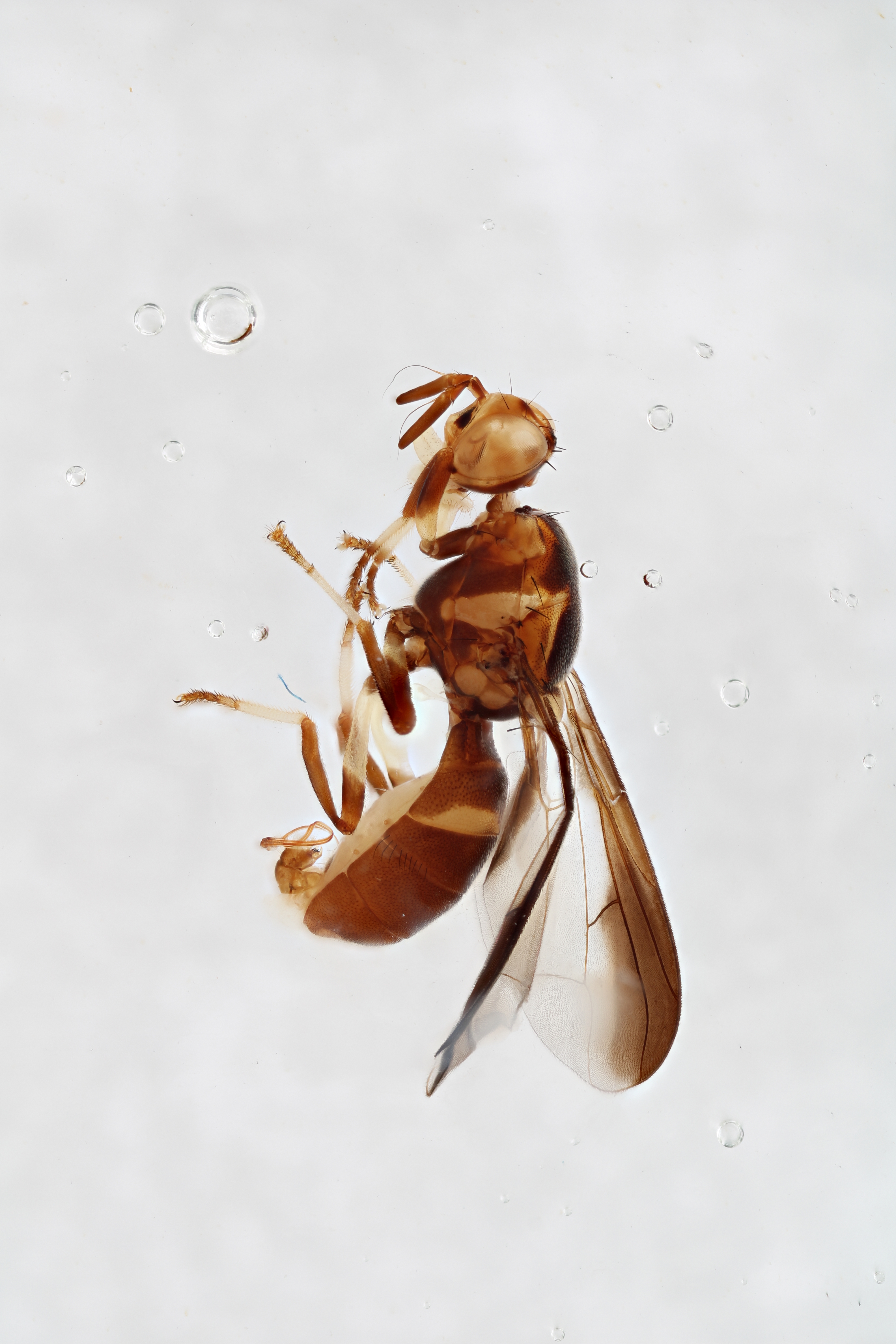 Image of a fruit fly