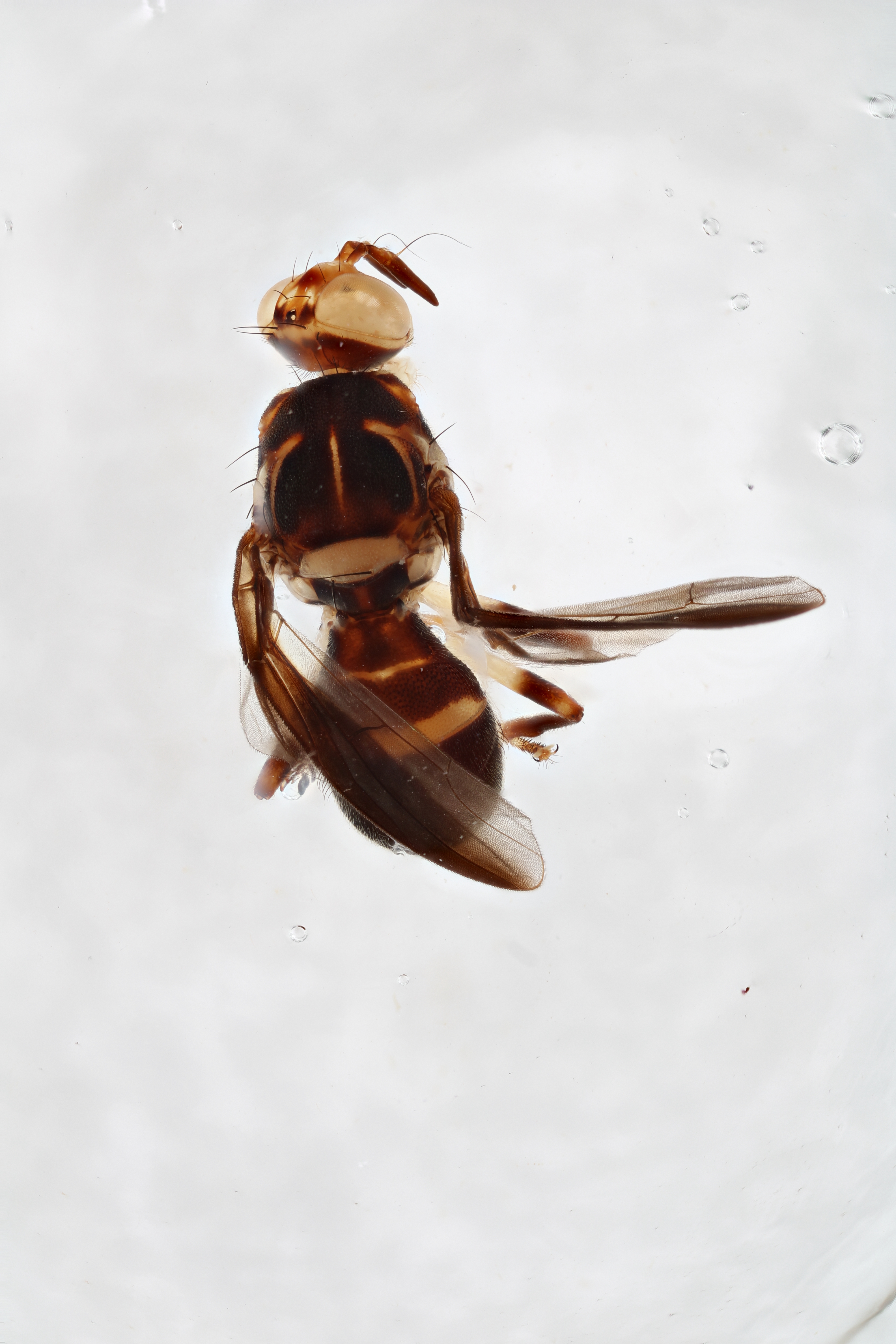 Image of a fruit fly