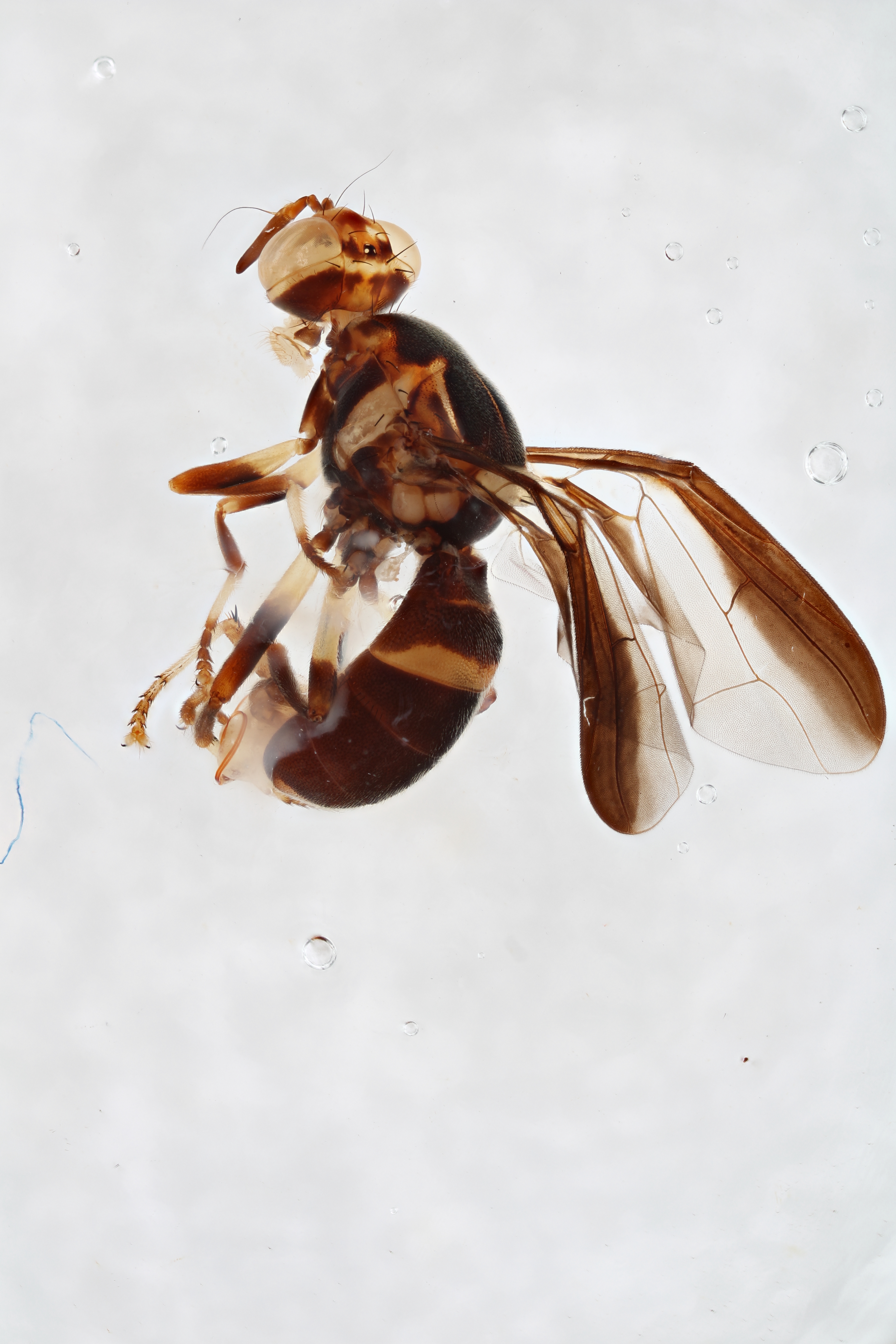 Image of a fruit fly